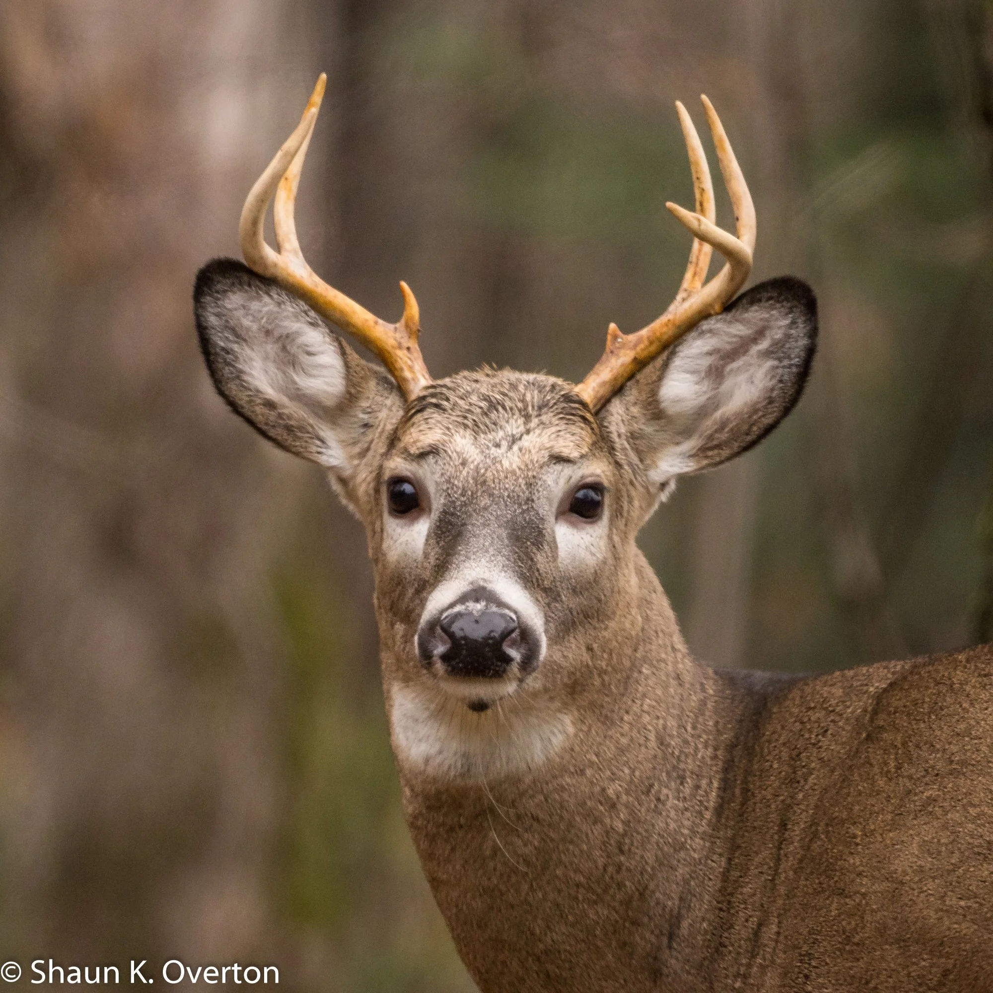 Young buck - Haliburton