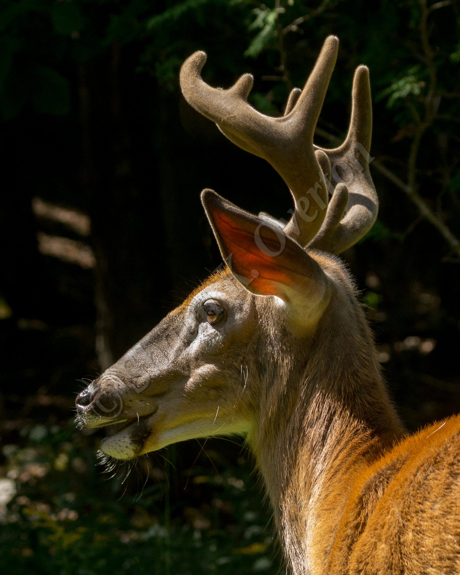 Buck on alert - Haliburton