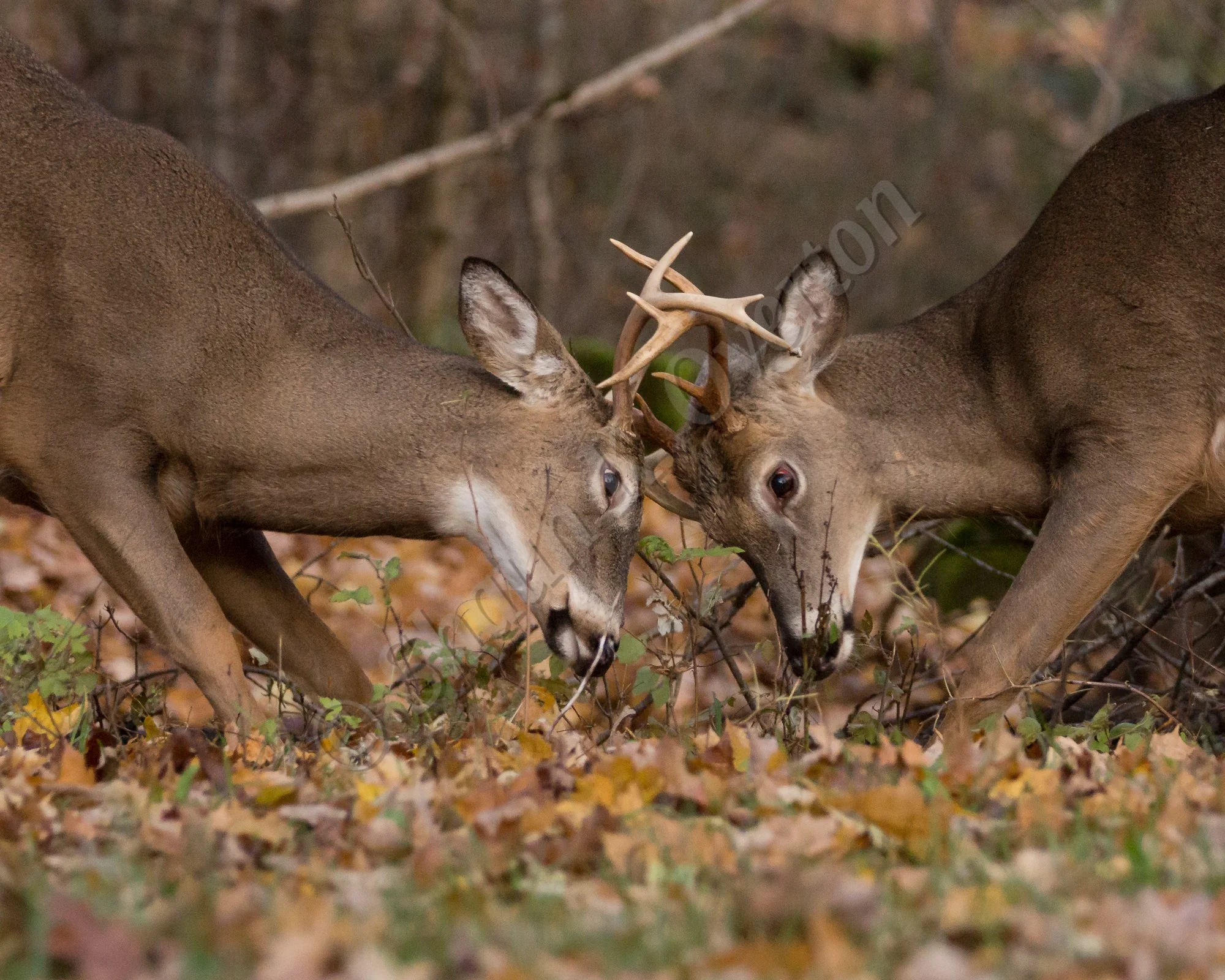 Two young bucks in the Haliburton autumn. 