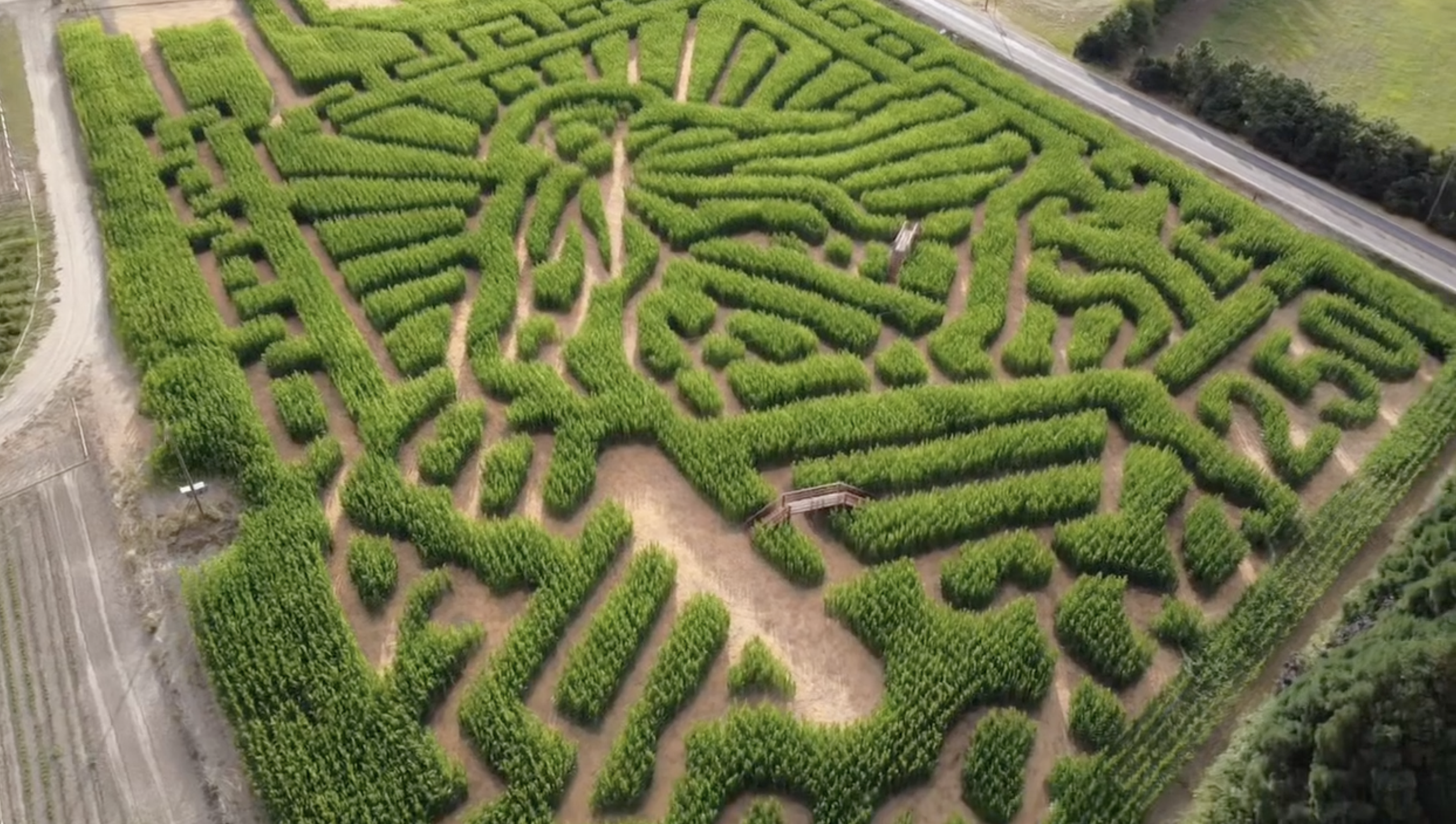 2026maize.png