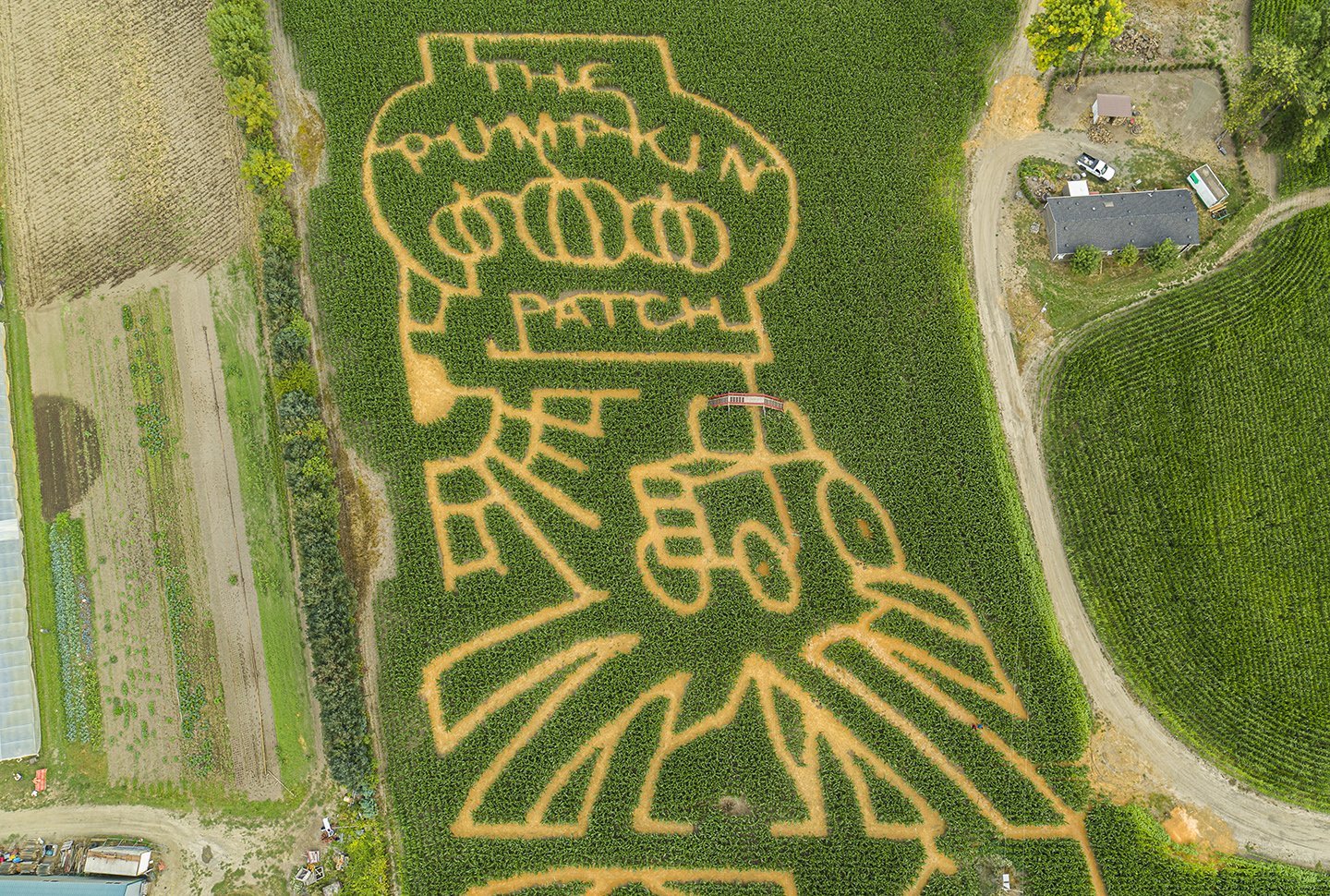 2022_maize_.jpg