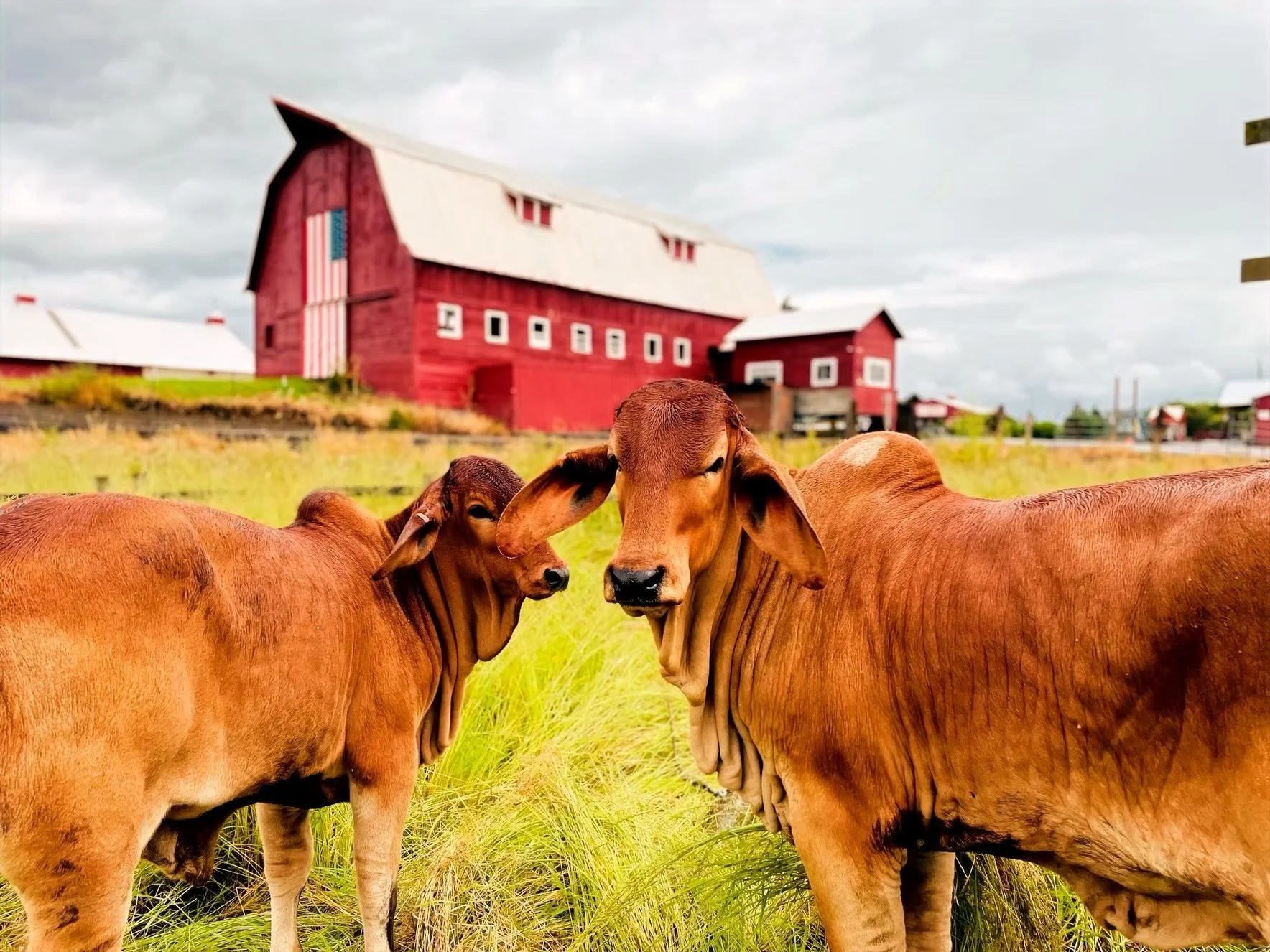 Market, Barn &amp; Patch Open Daily!