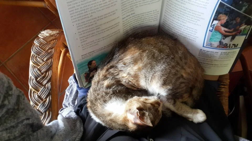 Diving school cat.