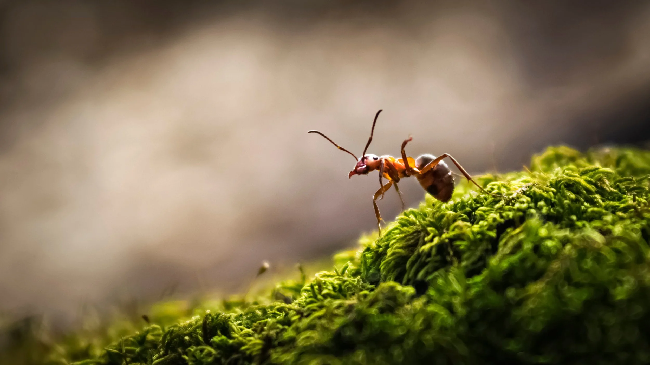 Close-up of a tiny ant walking on green moss with a blurred background.