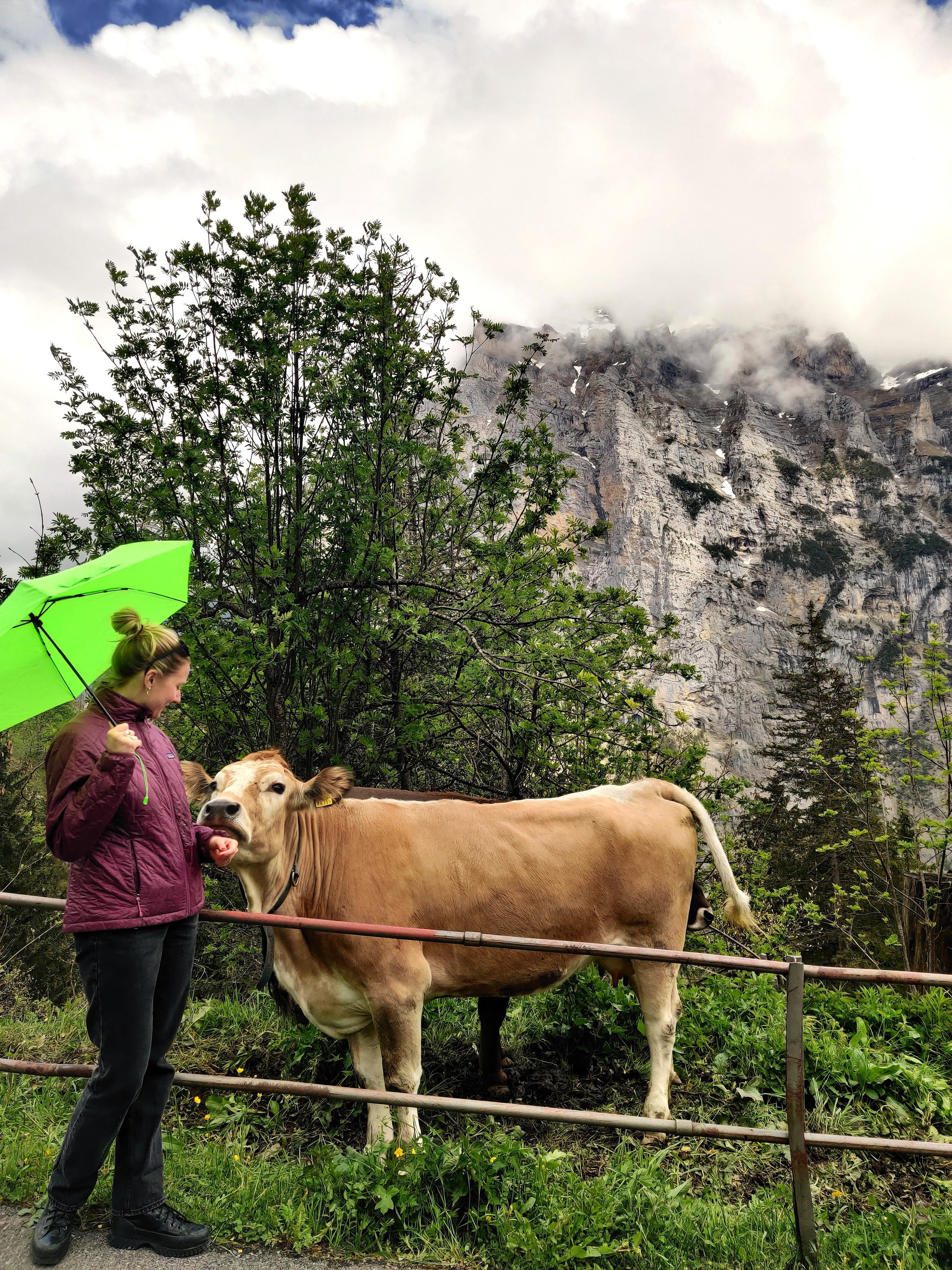 Swiss cow 