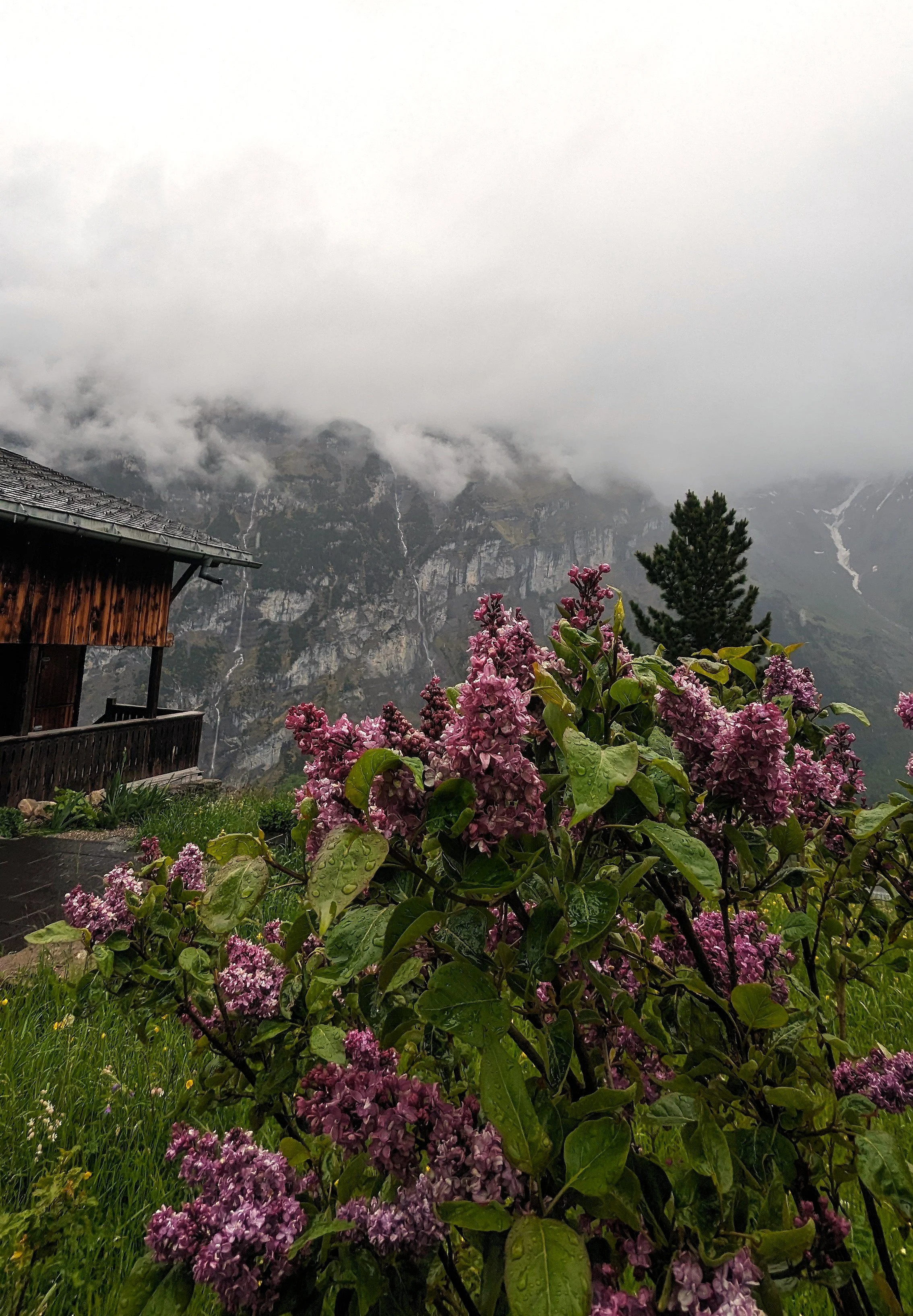lilac in Swiss Alps