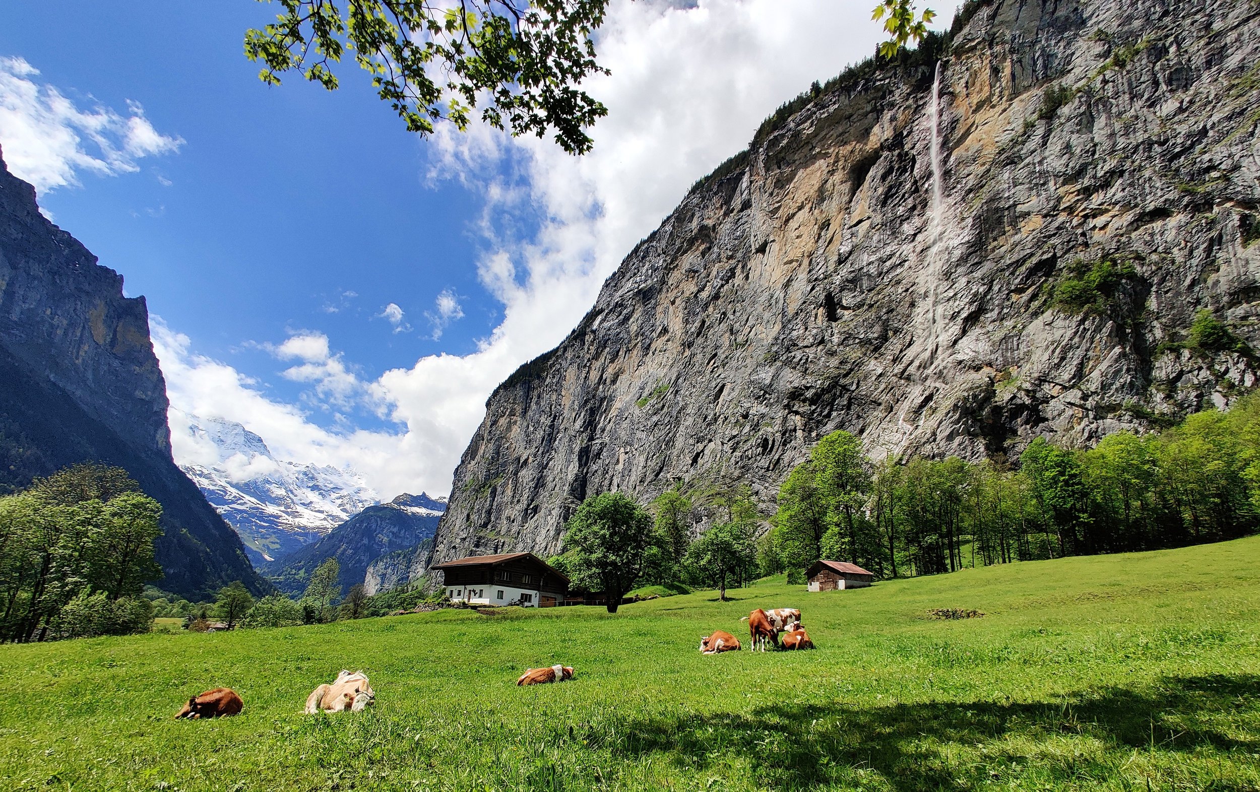 Cows in Lauterbrunnen valley