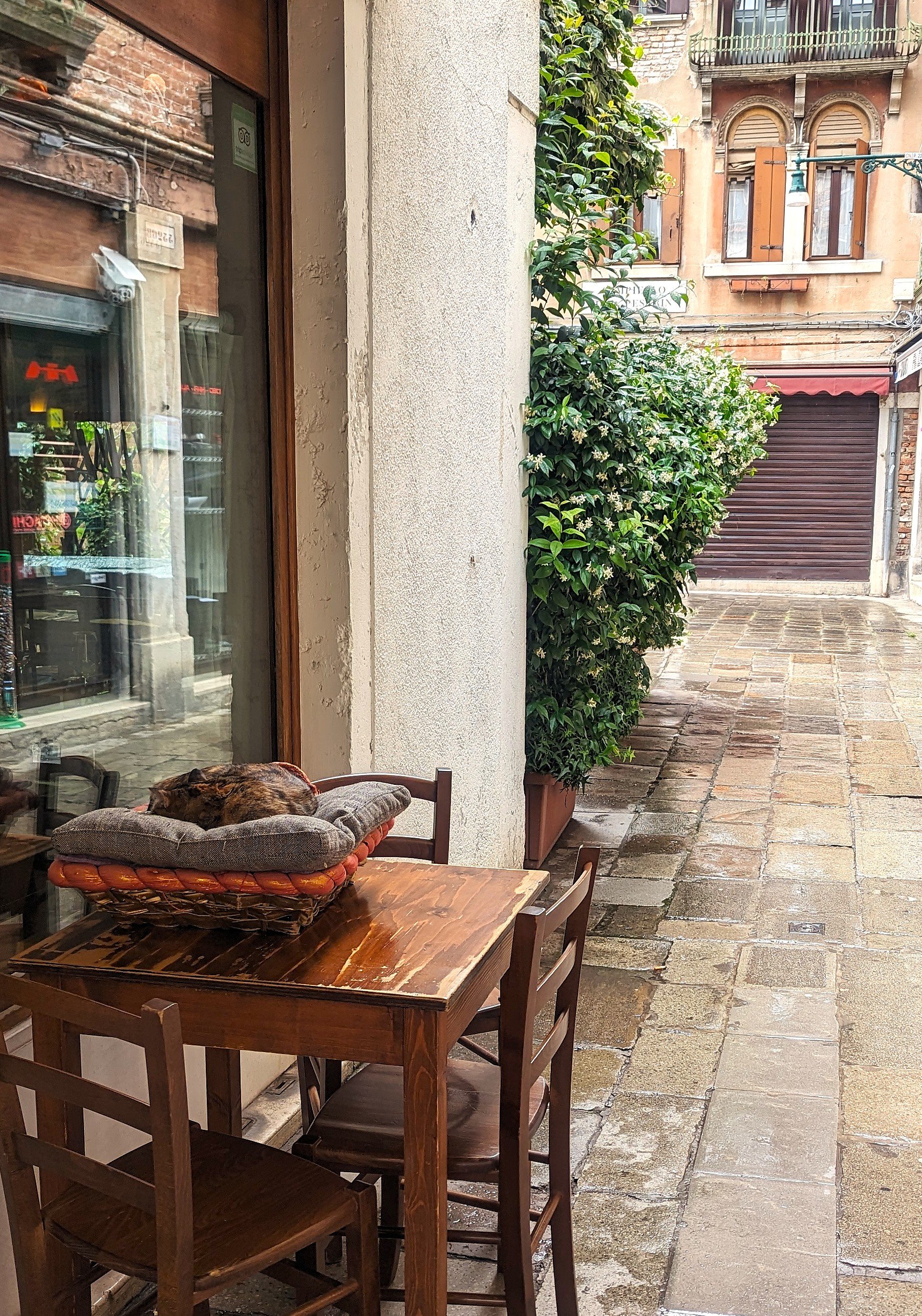 Cat sleeping in Venice