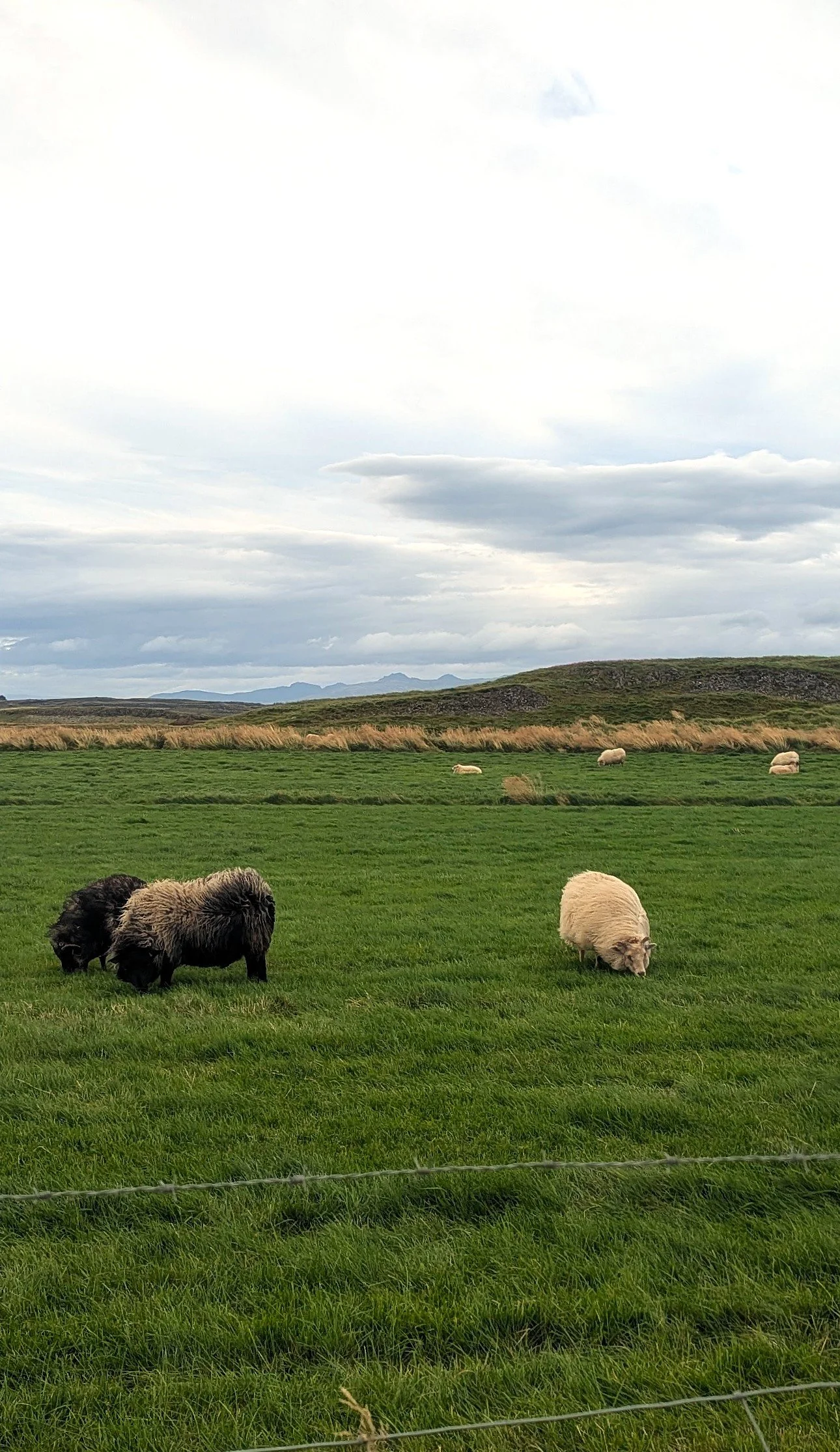 Icelandic sheep