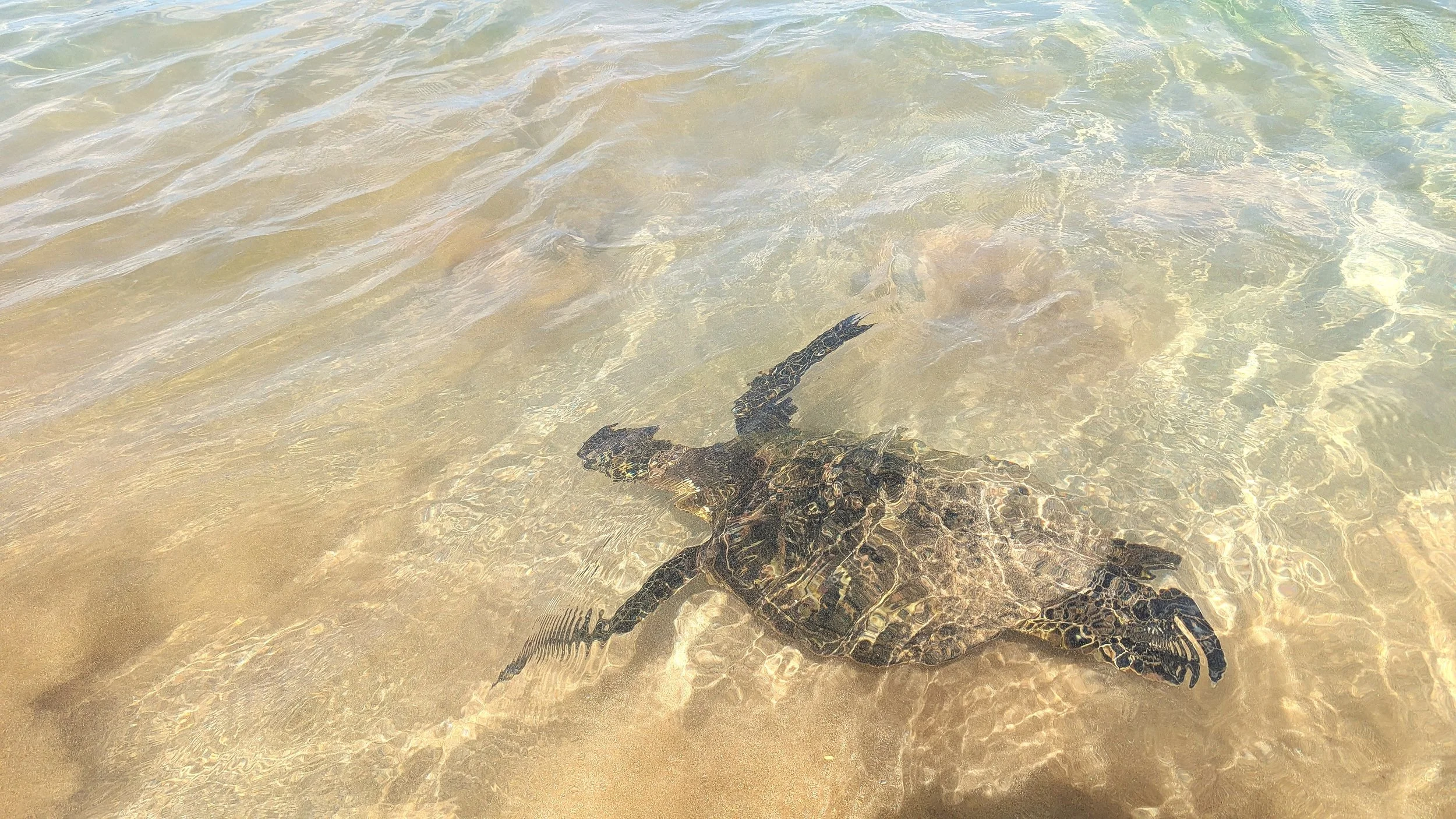 Honu on Maluaka beach
