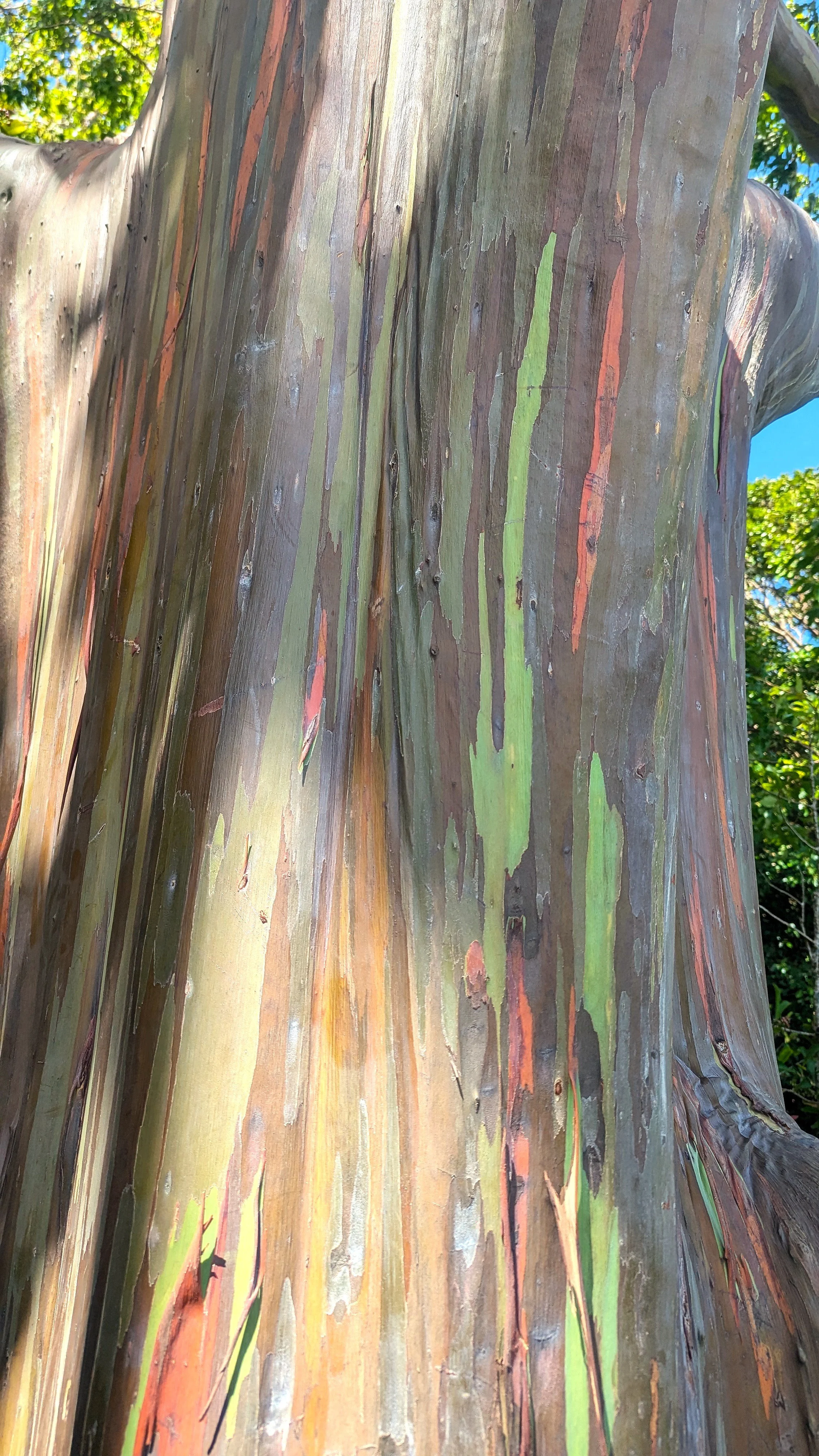 Rainbow Eucalyptus