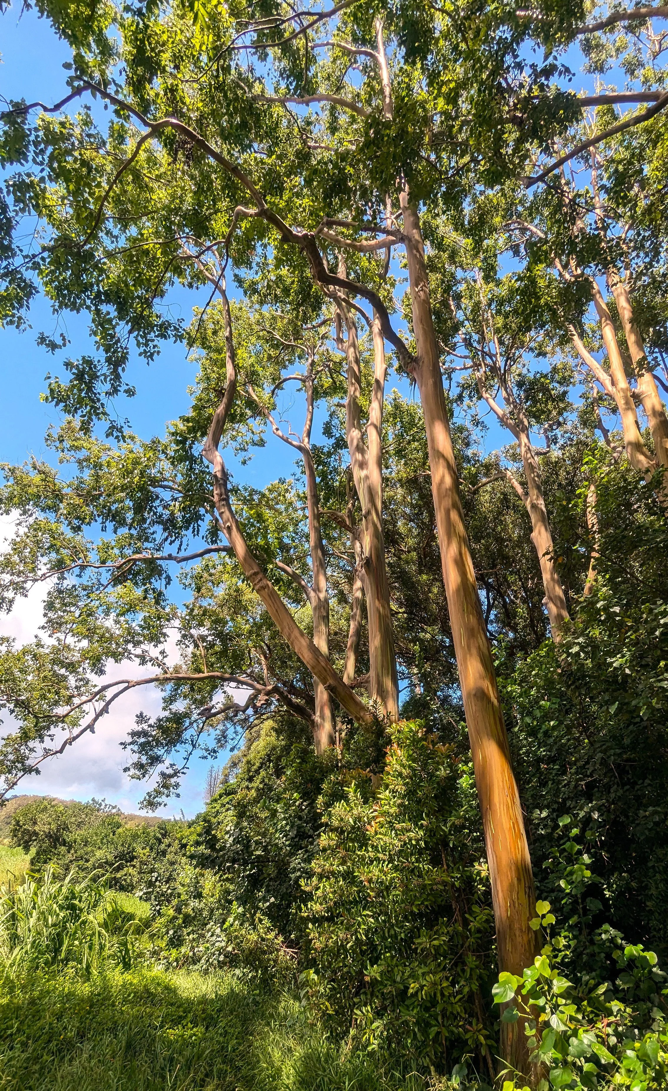 Rainbow Eucalyptus