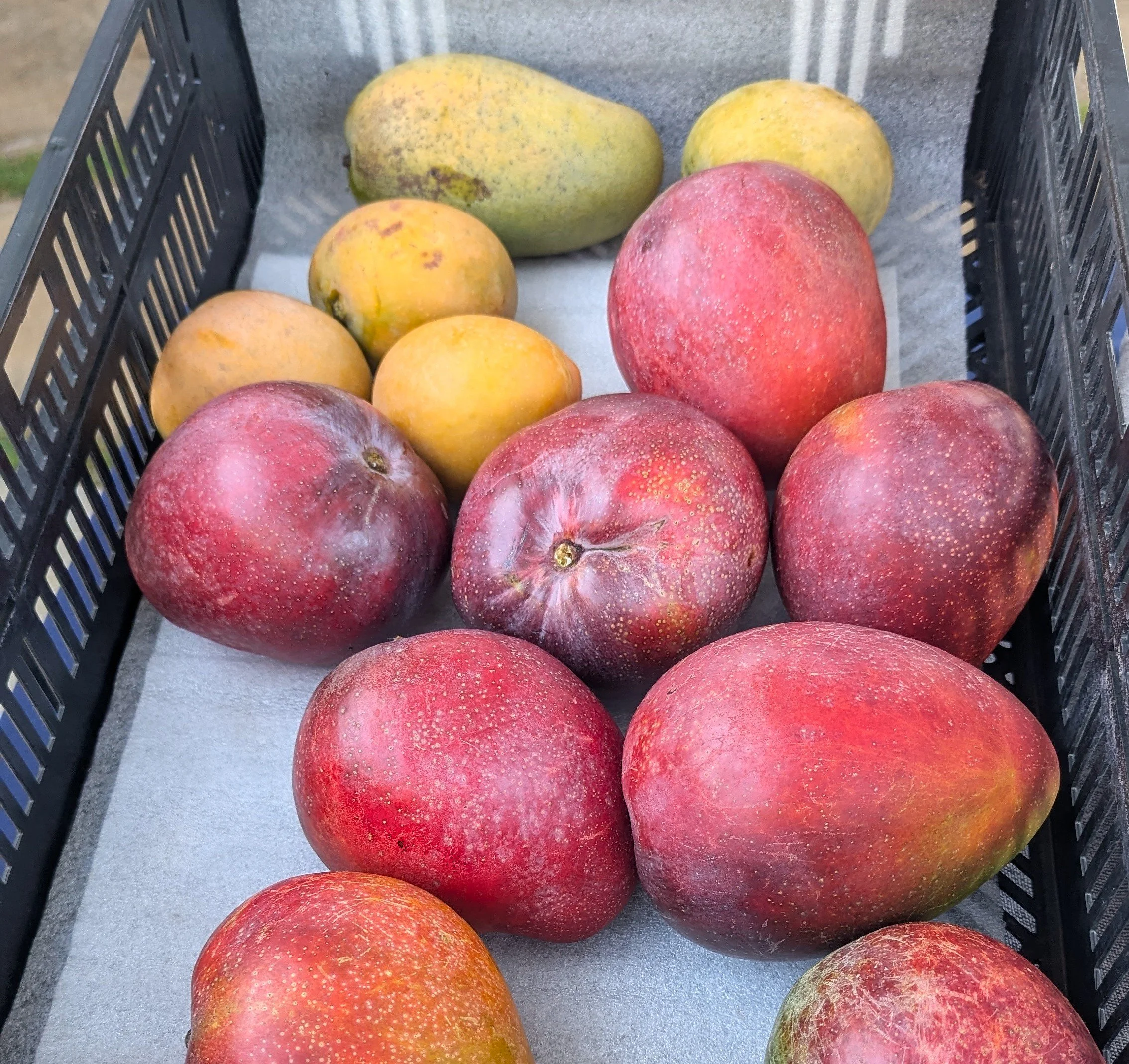 Hawaiian Mangoes