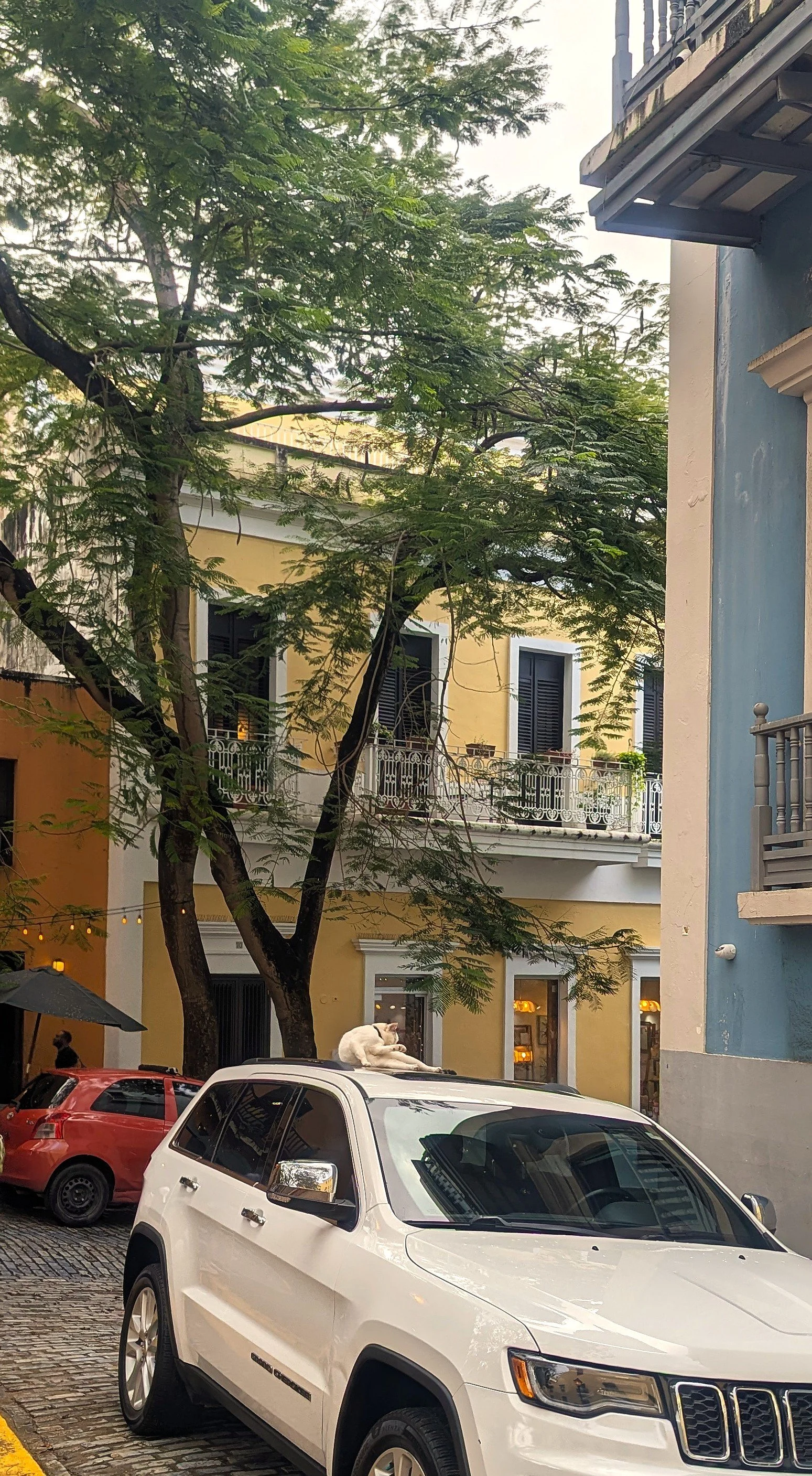 Cat in Old San Juan