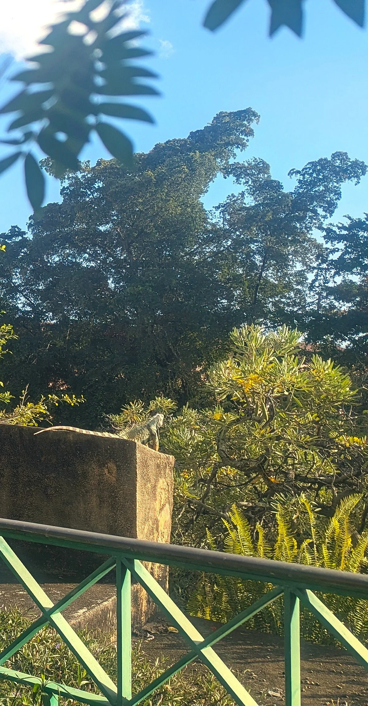 Iguana in San Juan