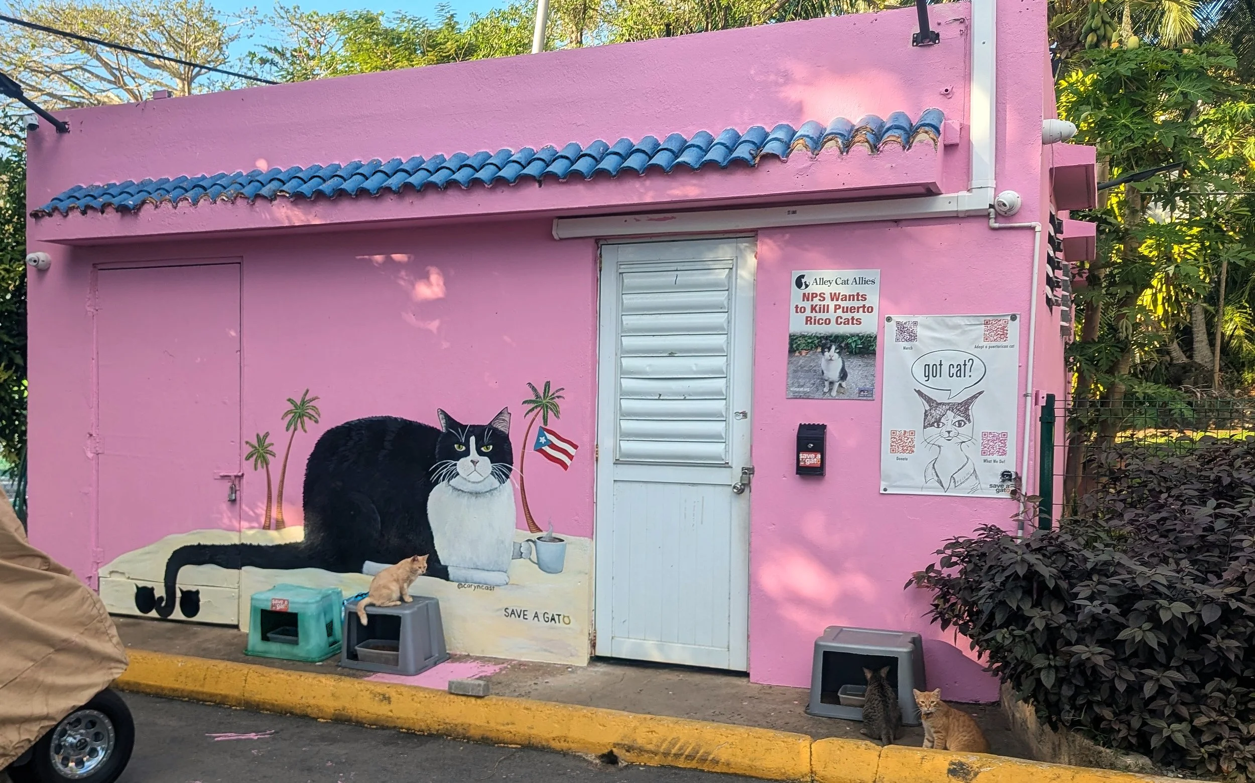 Save a Gato San Juan