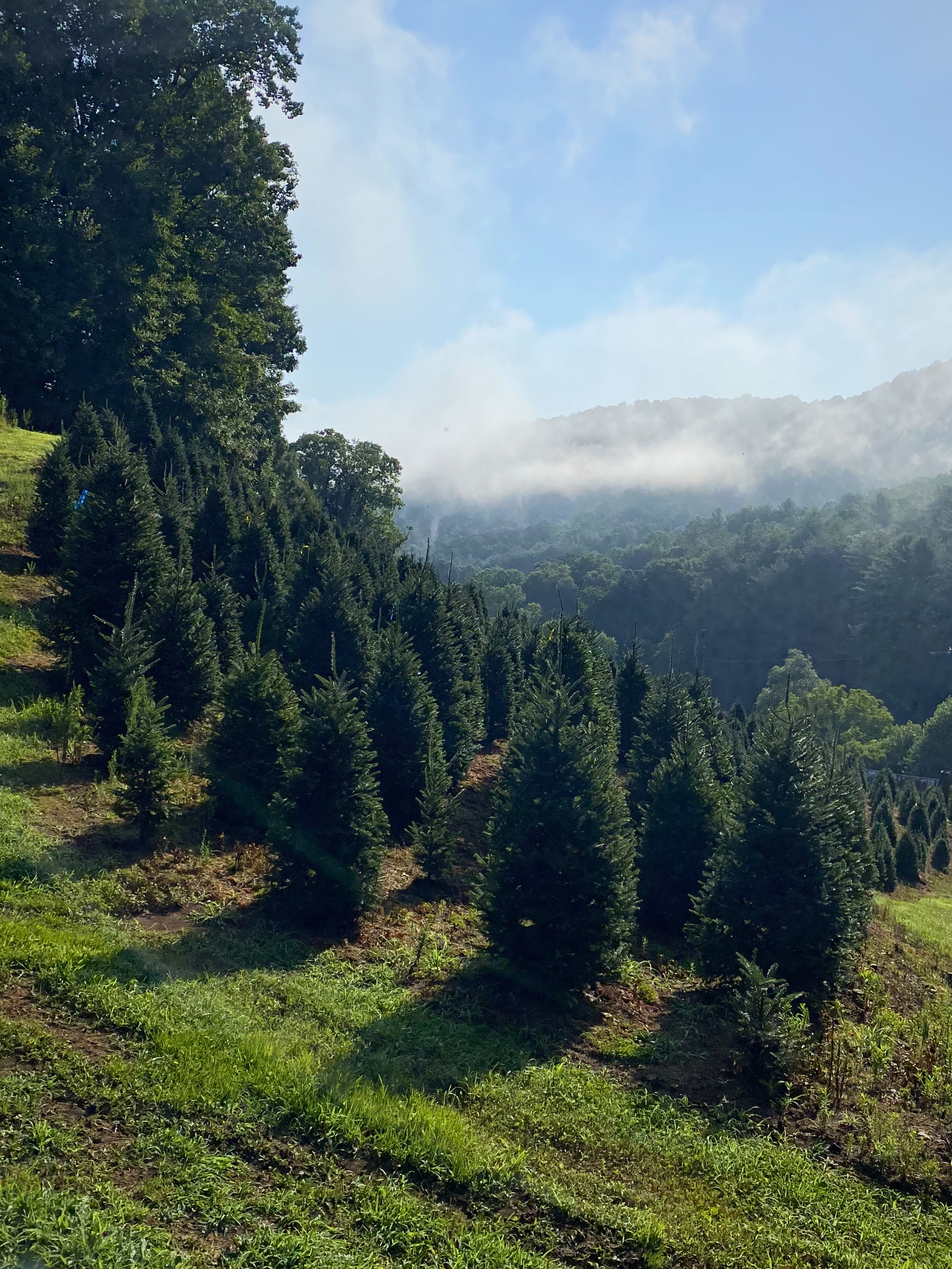 treefield_clouds.png