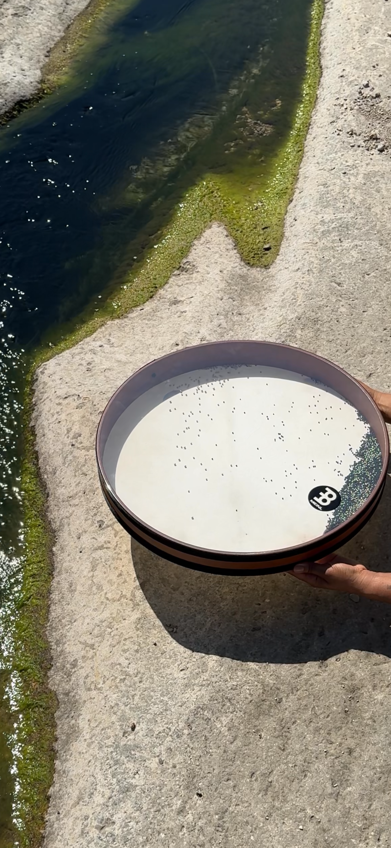 A circular container filled with milk held by a person's hand, positioned on a concrete surface near a water body with green algae and moss at the edge.