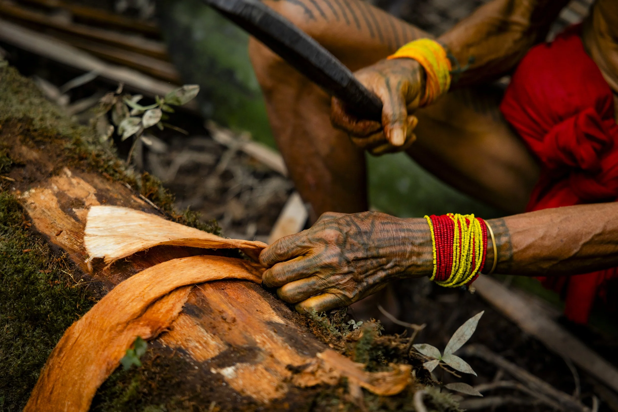 hands of the forrest.jpg