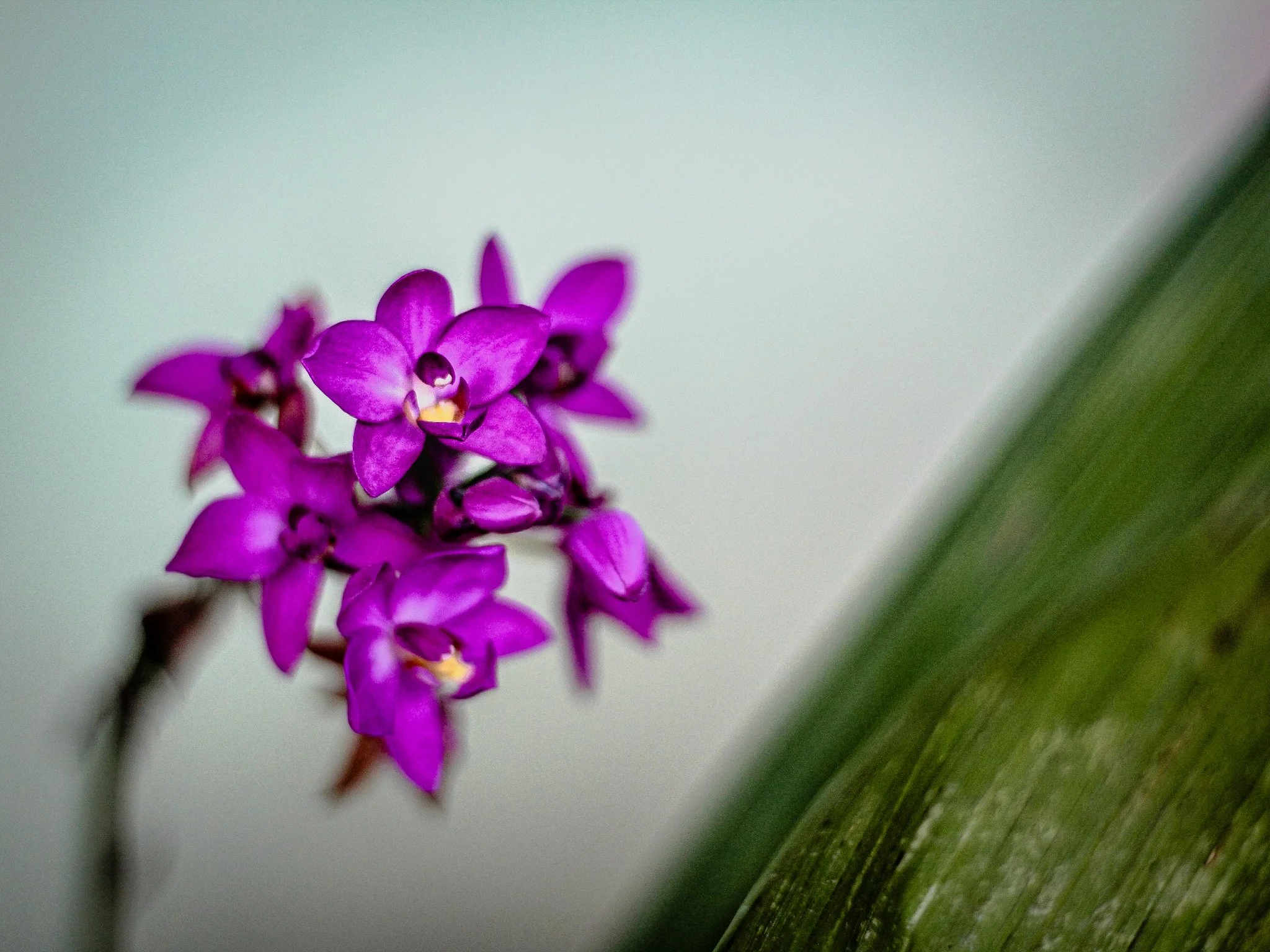 Orchid Print