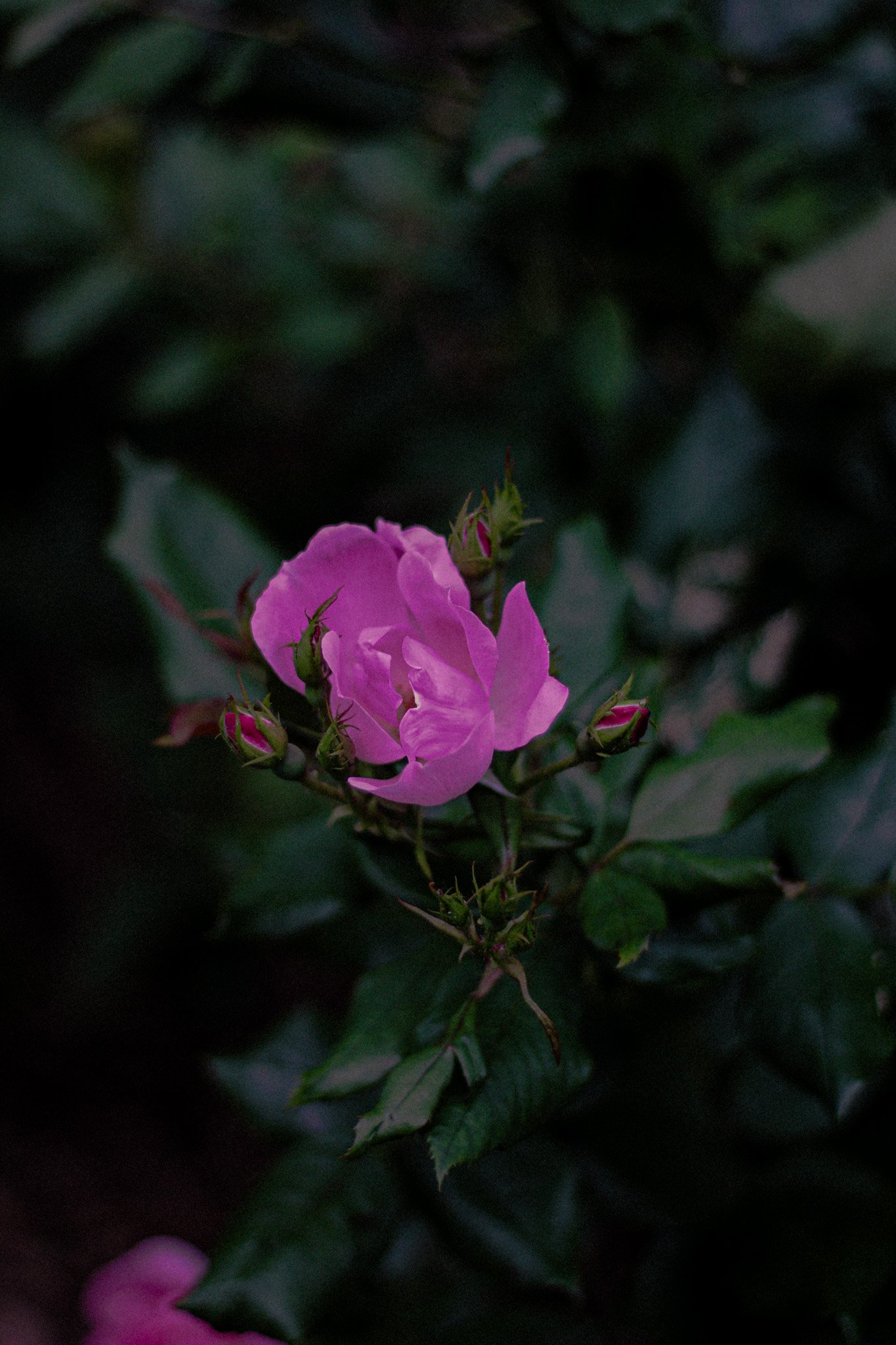IMG_1547.jpeg