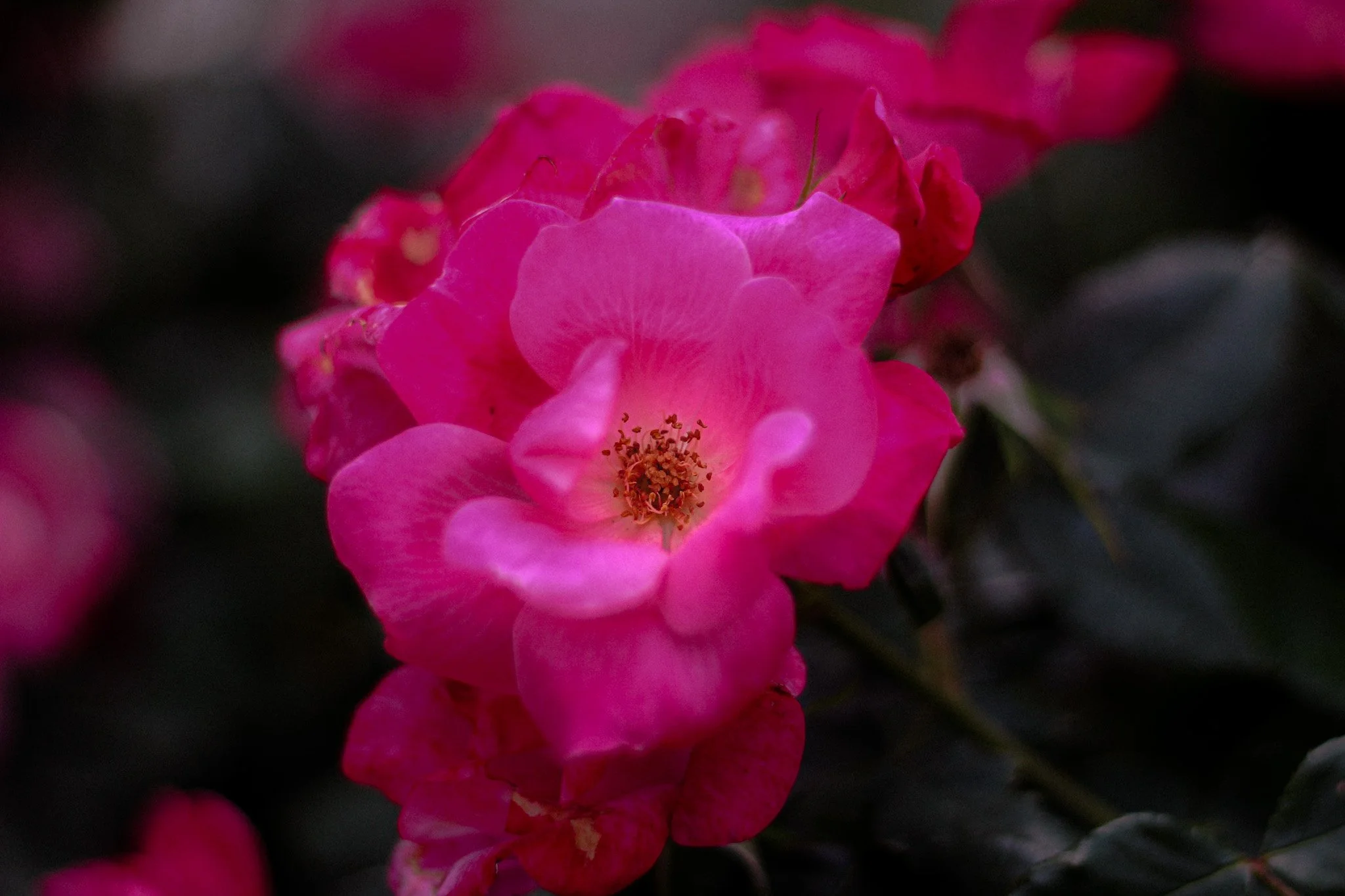 Rose Print