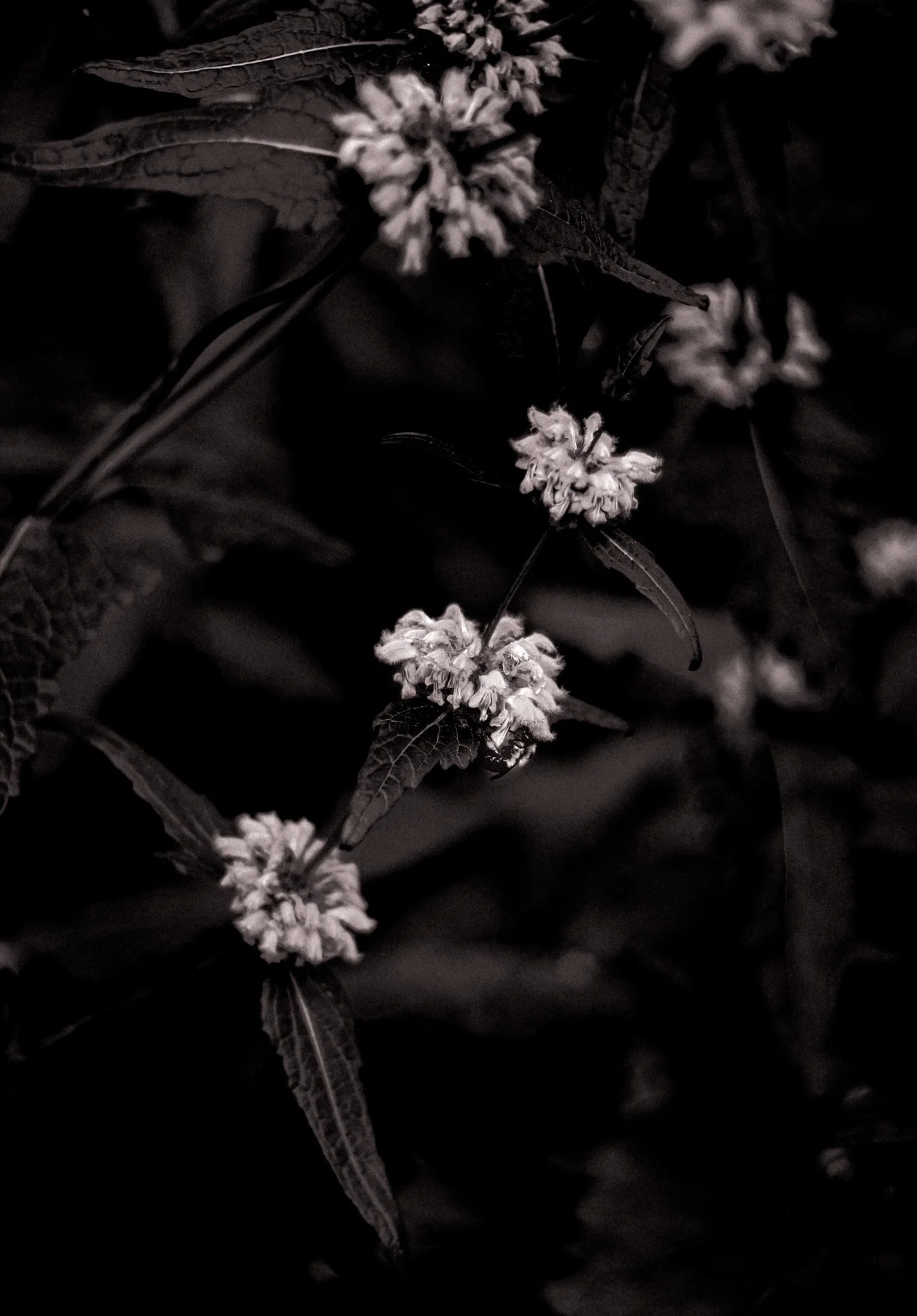 American Bugleweed Print I