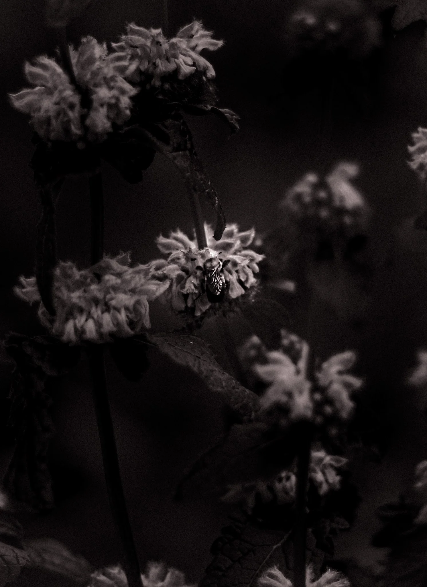 American Bugleweed Print II