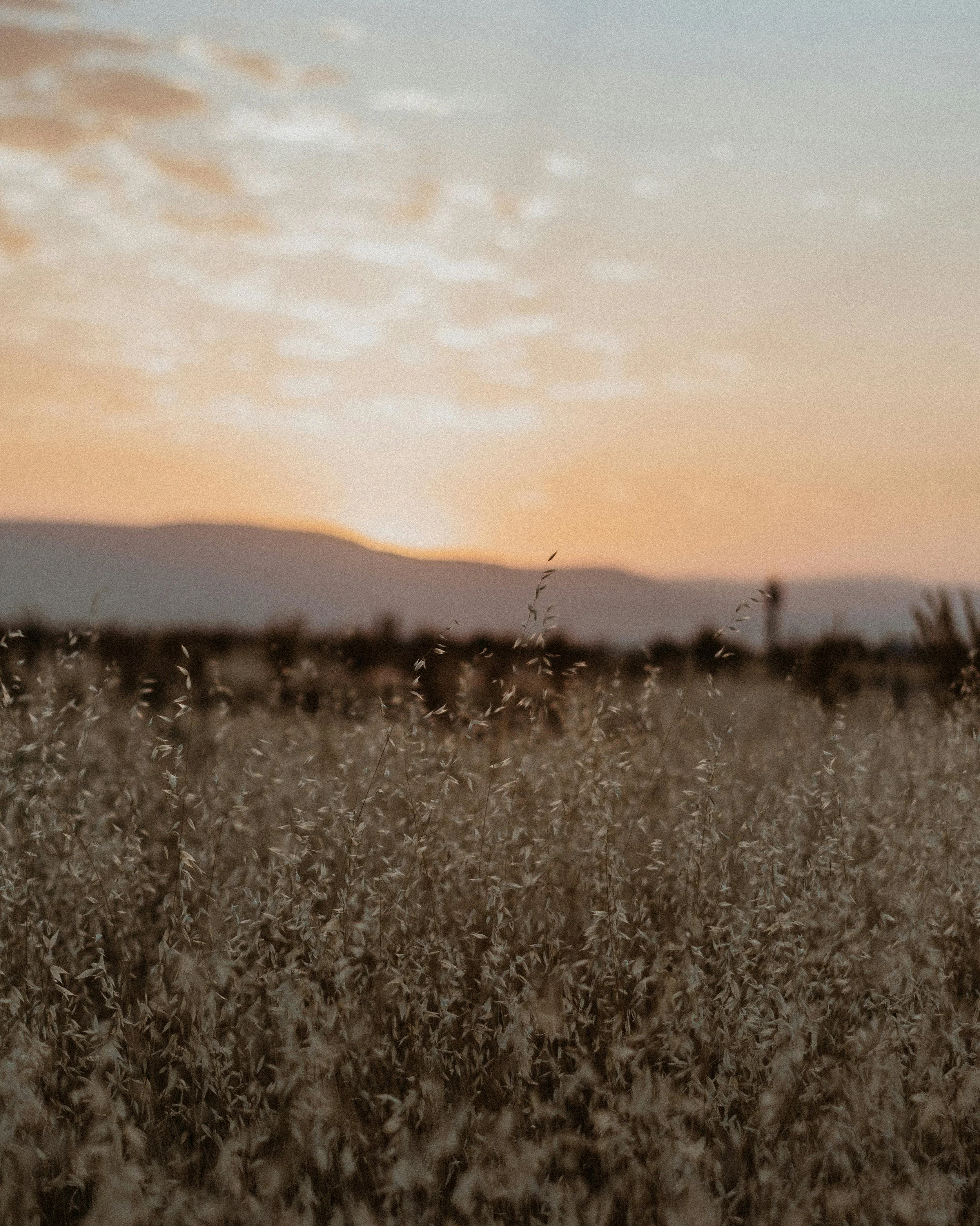 A field of dry grass with mountains in the background and a partly cloudy sky at sunset.