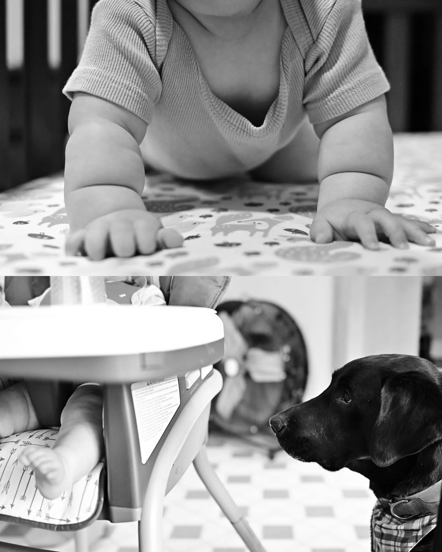 A baby crawling on a bed with a patterned sheet, and a dog sitting nearby, looking at the baby.