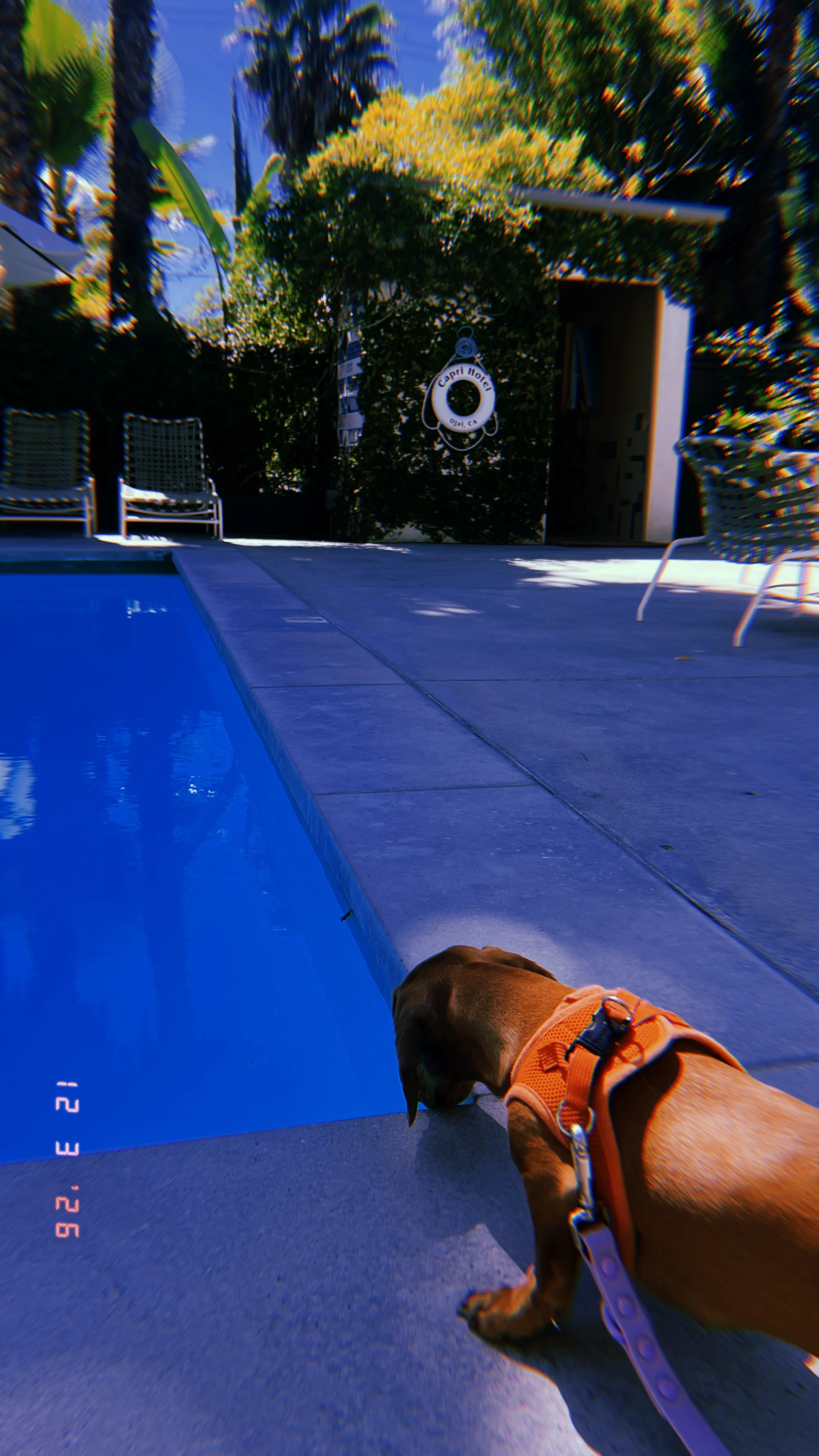 A small brown puppy wearing an orange harness is sniffing near the edge of a blue swimming pool on a concrete patio, with patio furniture and trees in the background on a sunny day.