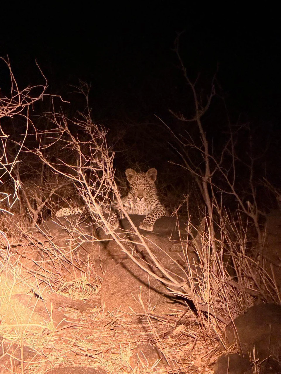 A young leopard resting on a rocky ledge at night, illuminated by a warm light, surrounded by dry, leafless branches.