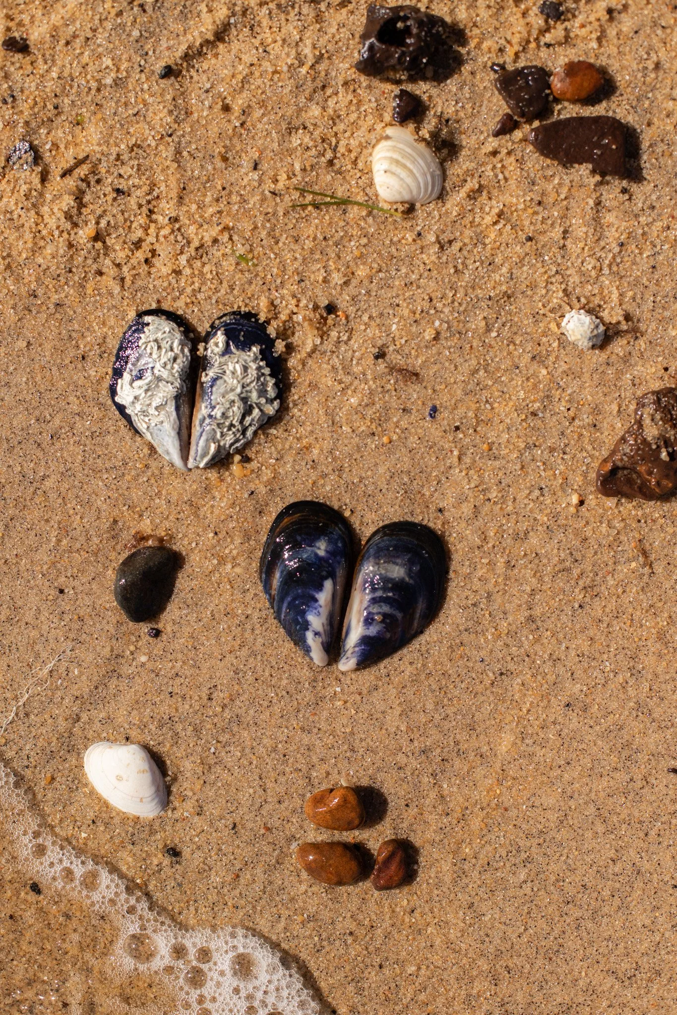 Sant with a few shells. Two oyster shells are placed together like a love heart.