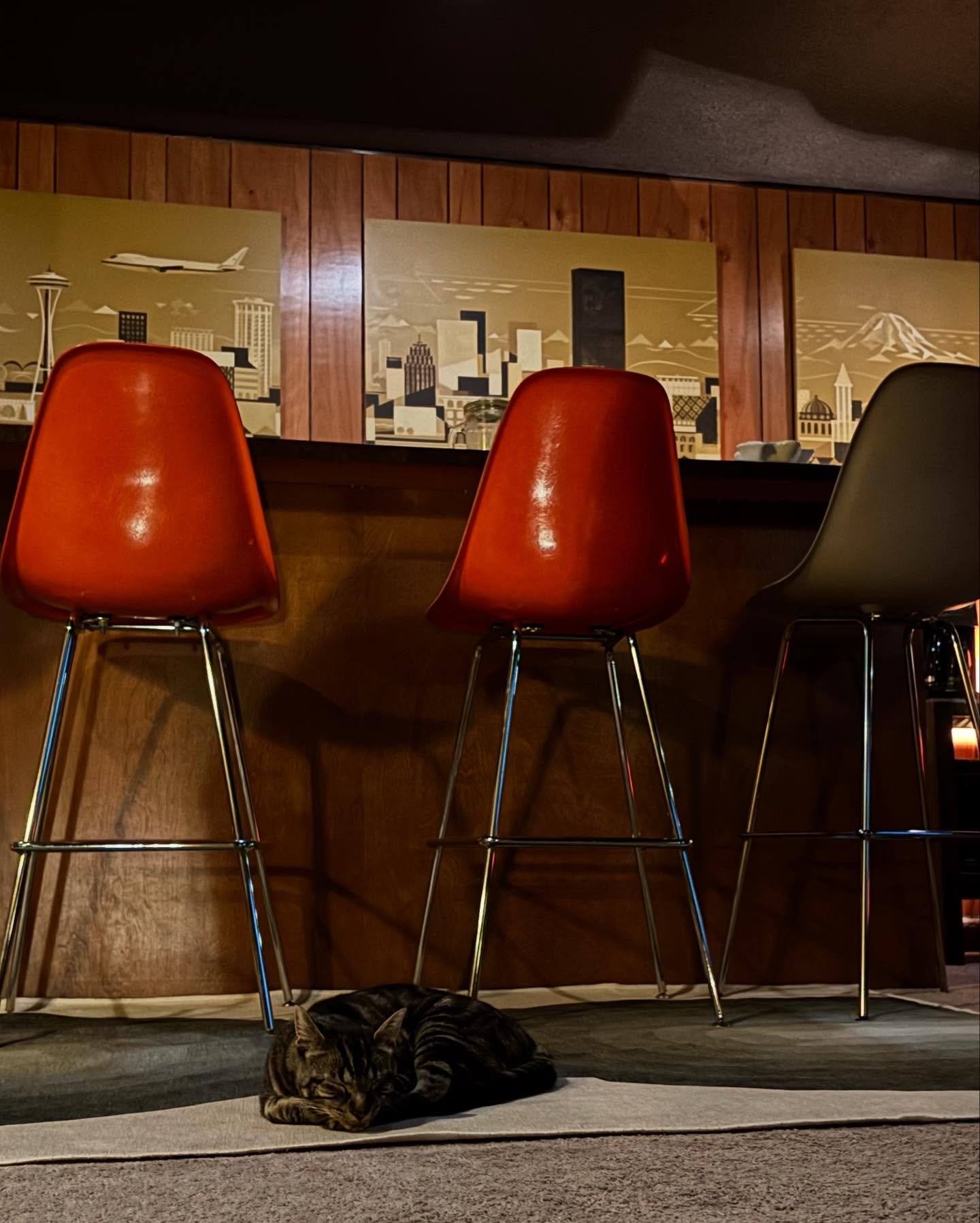 ONLY THE COOL CATS HANG HERE.....