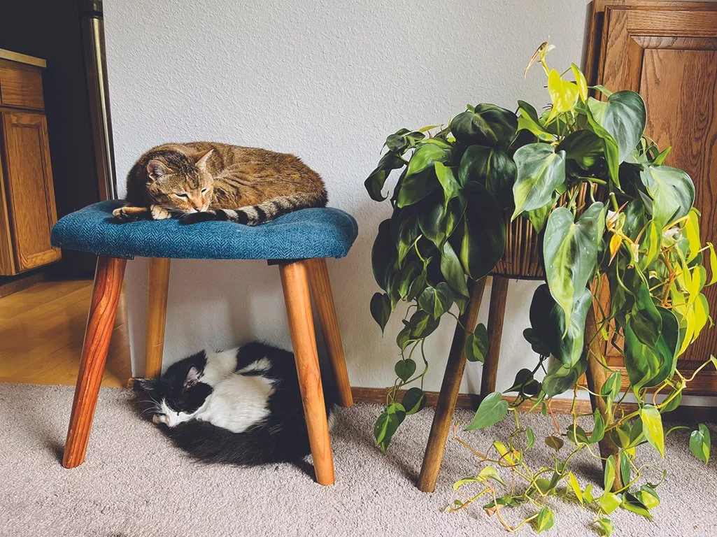 2cats.jpg