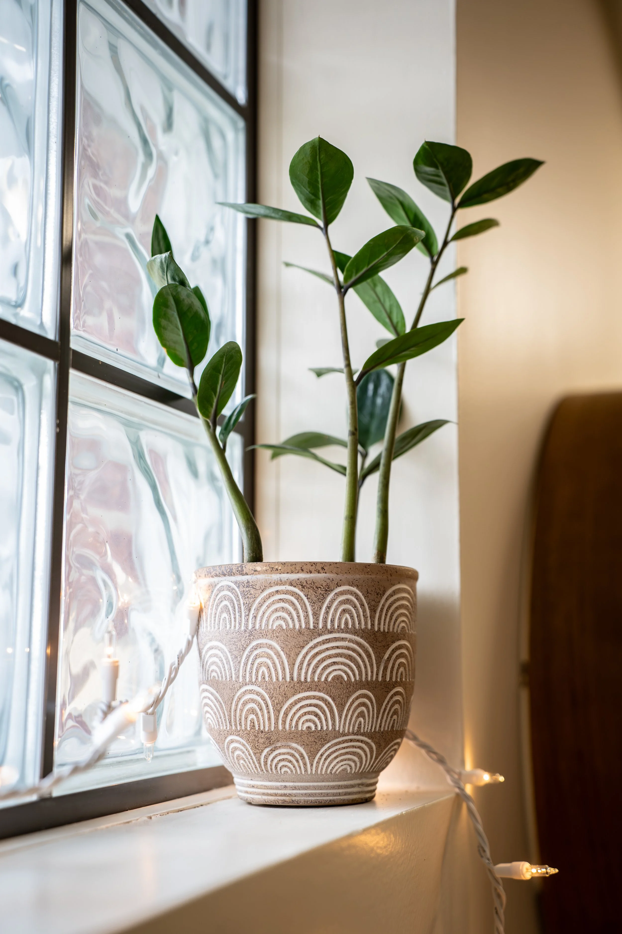 A potted plant with dark green leaves on a windowsill, next to a window with textured glass. String lights are draped along the edge of the sill, and the pot has a decorative pattern of arches.