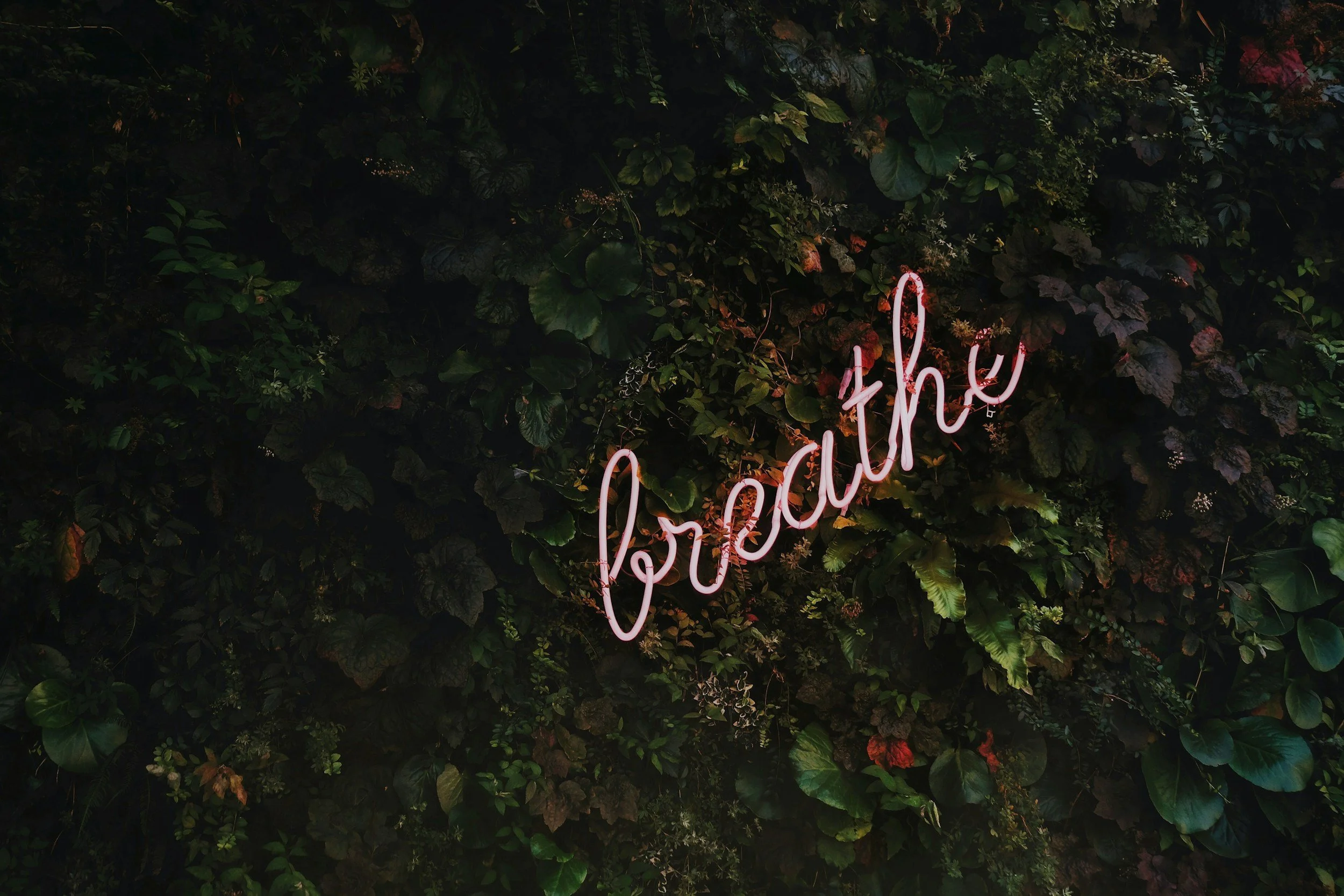 Close-up of a wall covered with lush green plants and leaves, with a pink neon sign that reads "hello" partially visible.