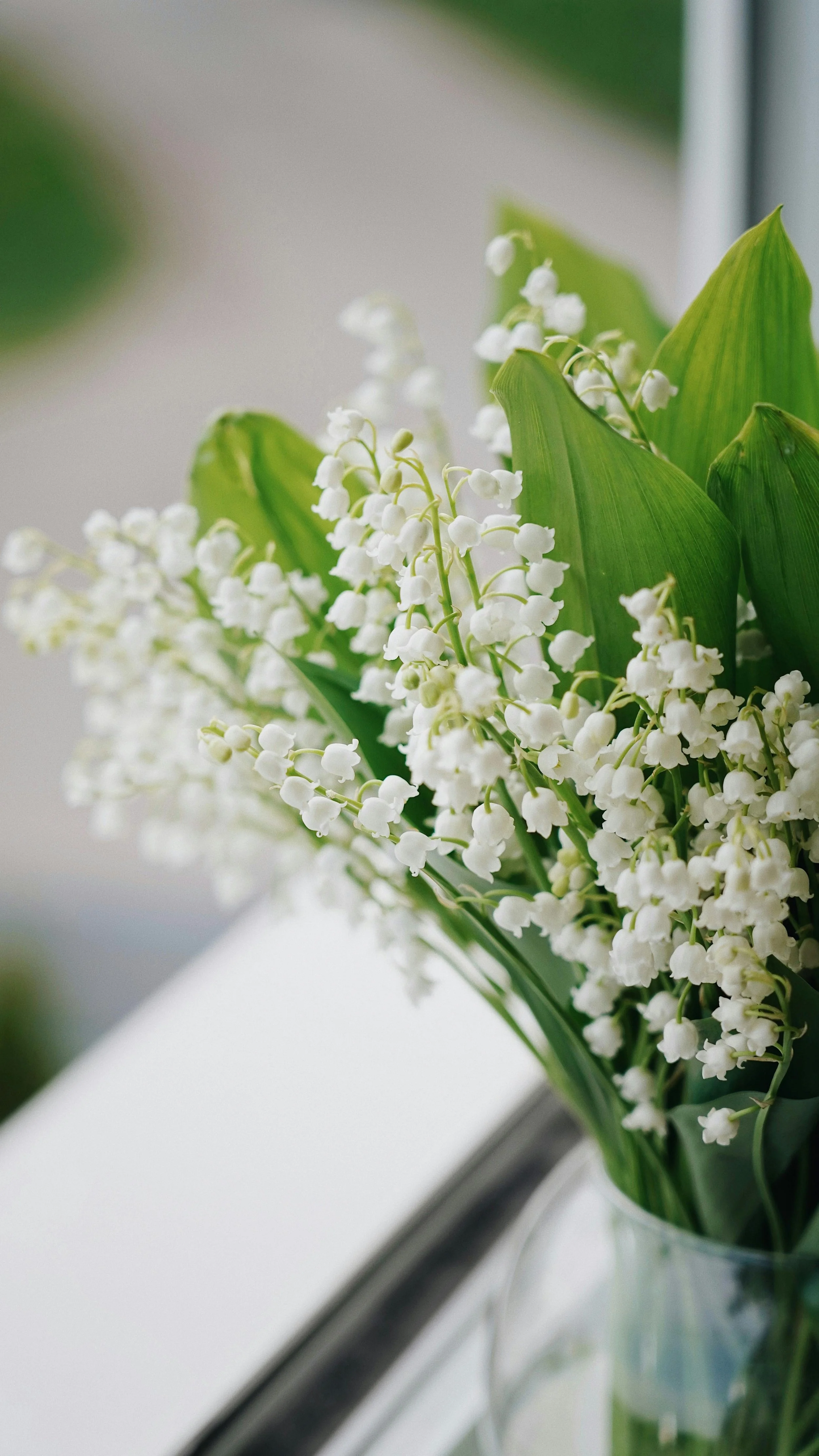The Edit: Lily of the Valley