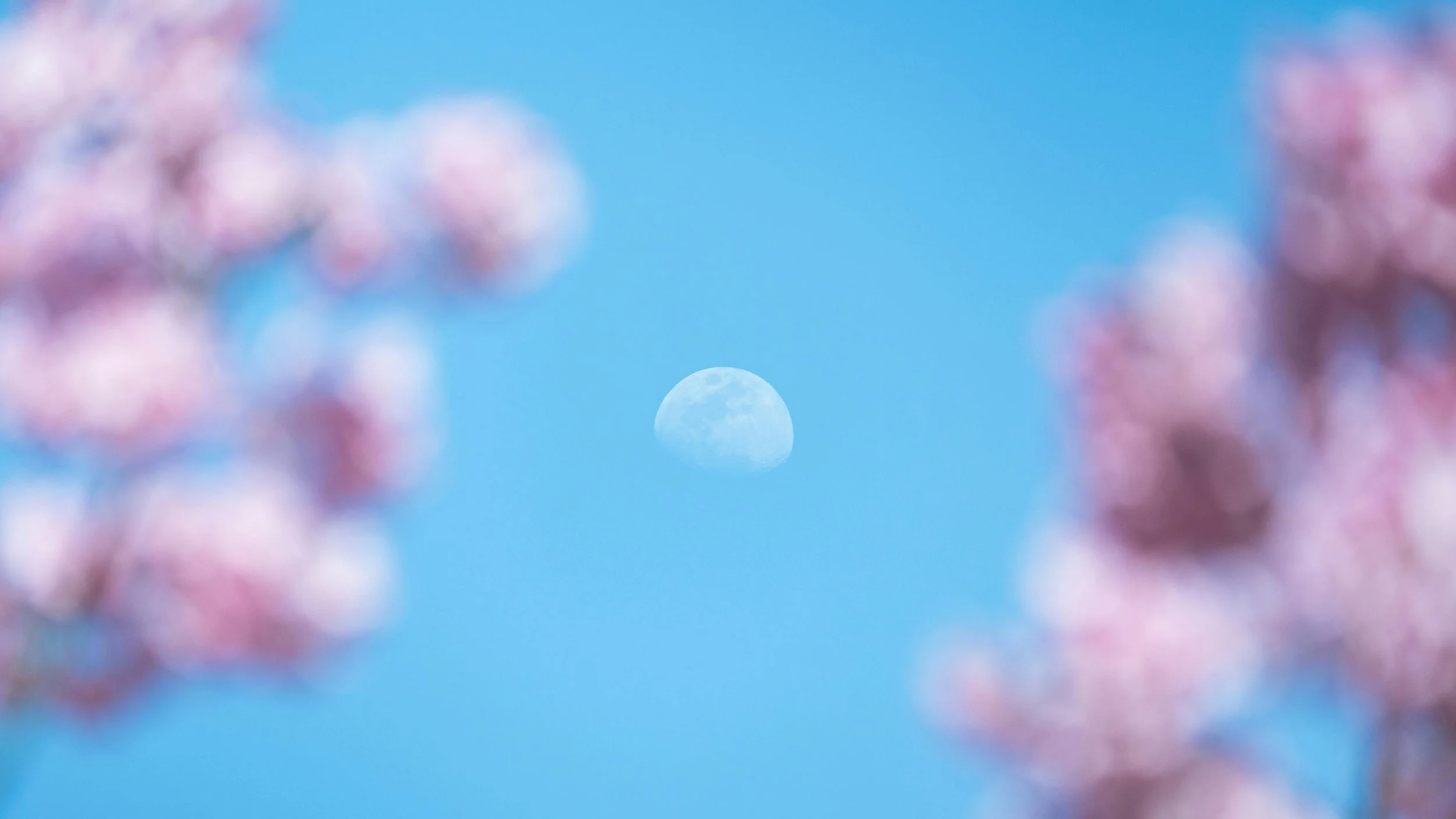 Look Up! The Flower Full Moon 