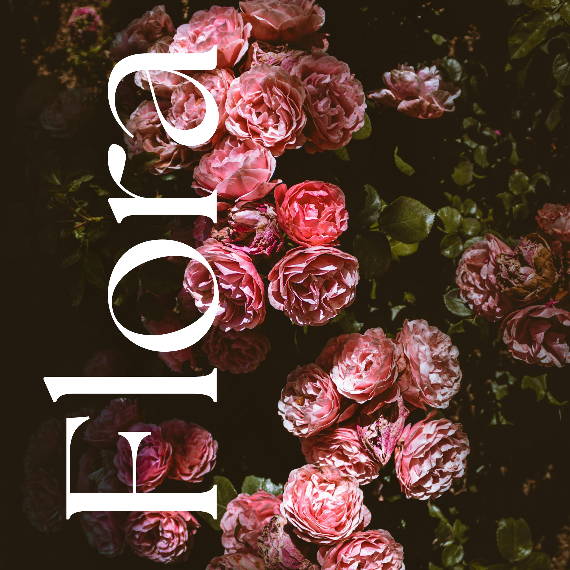 Close-up of pink roses on a dark background with large white text overlay.