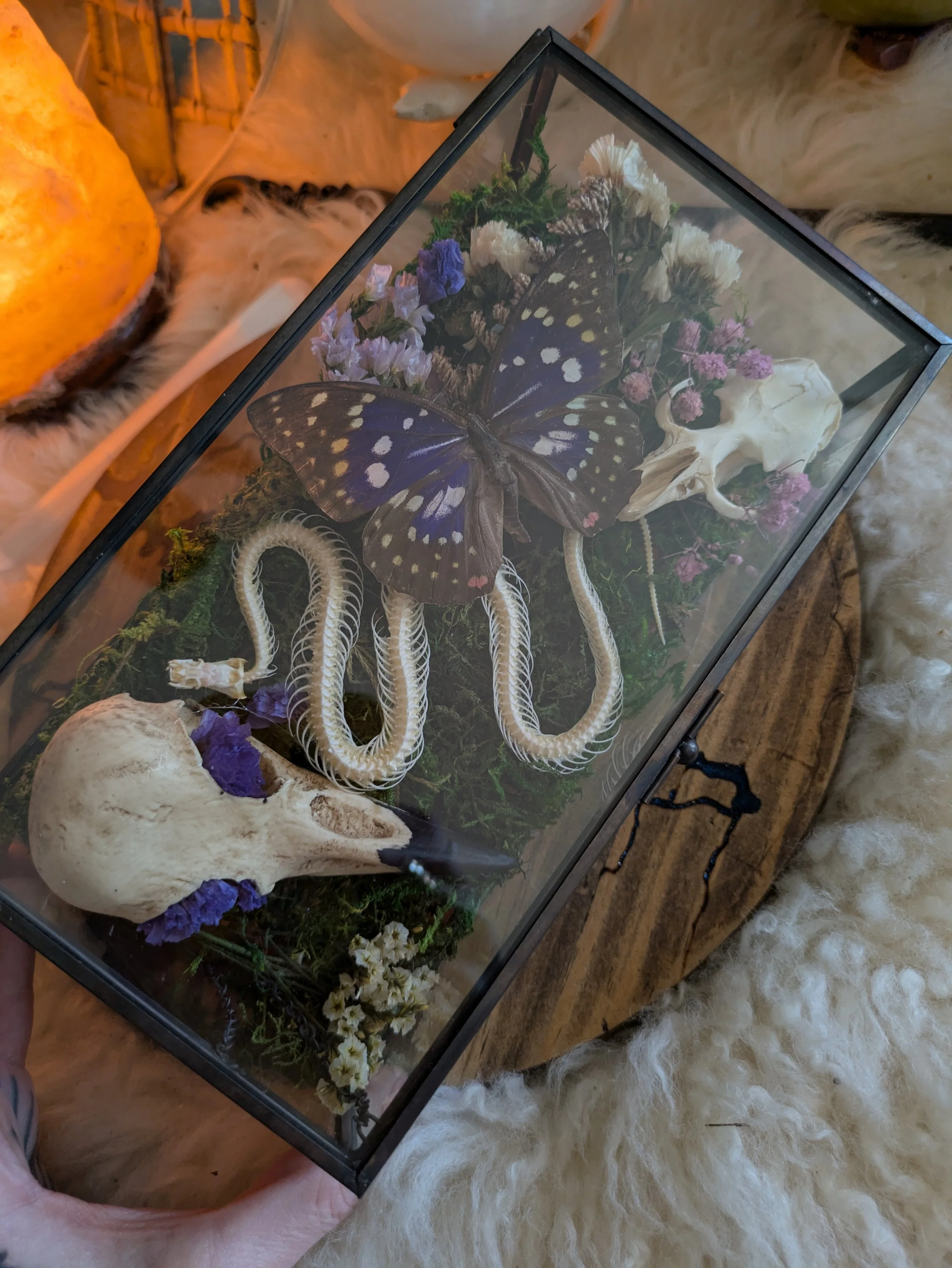 All the bones terrarium