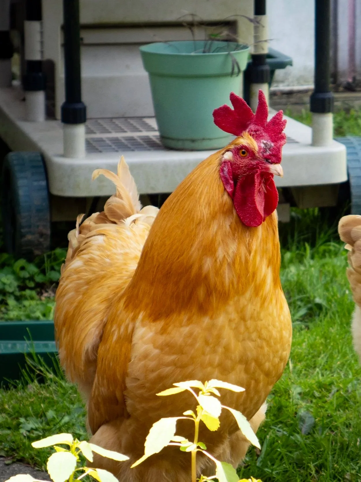Rooster.jpg