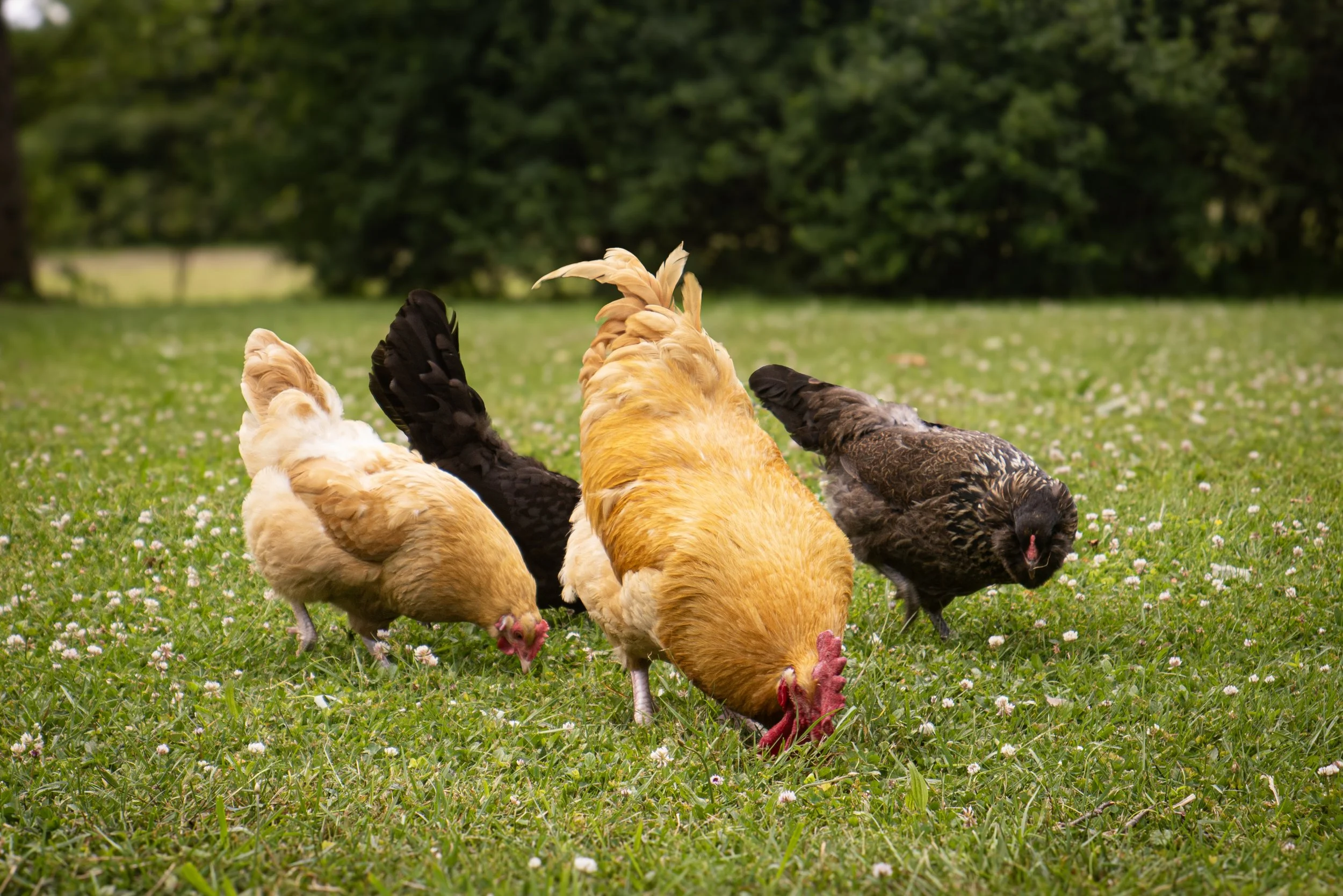 Chickens copy.jpg