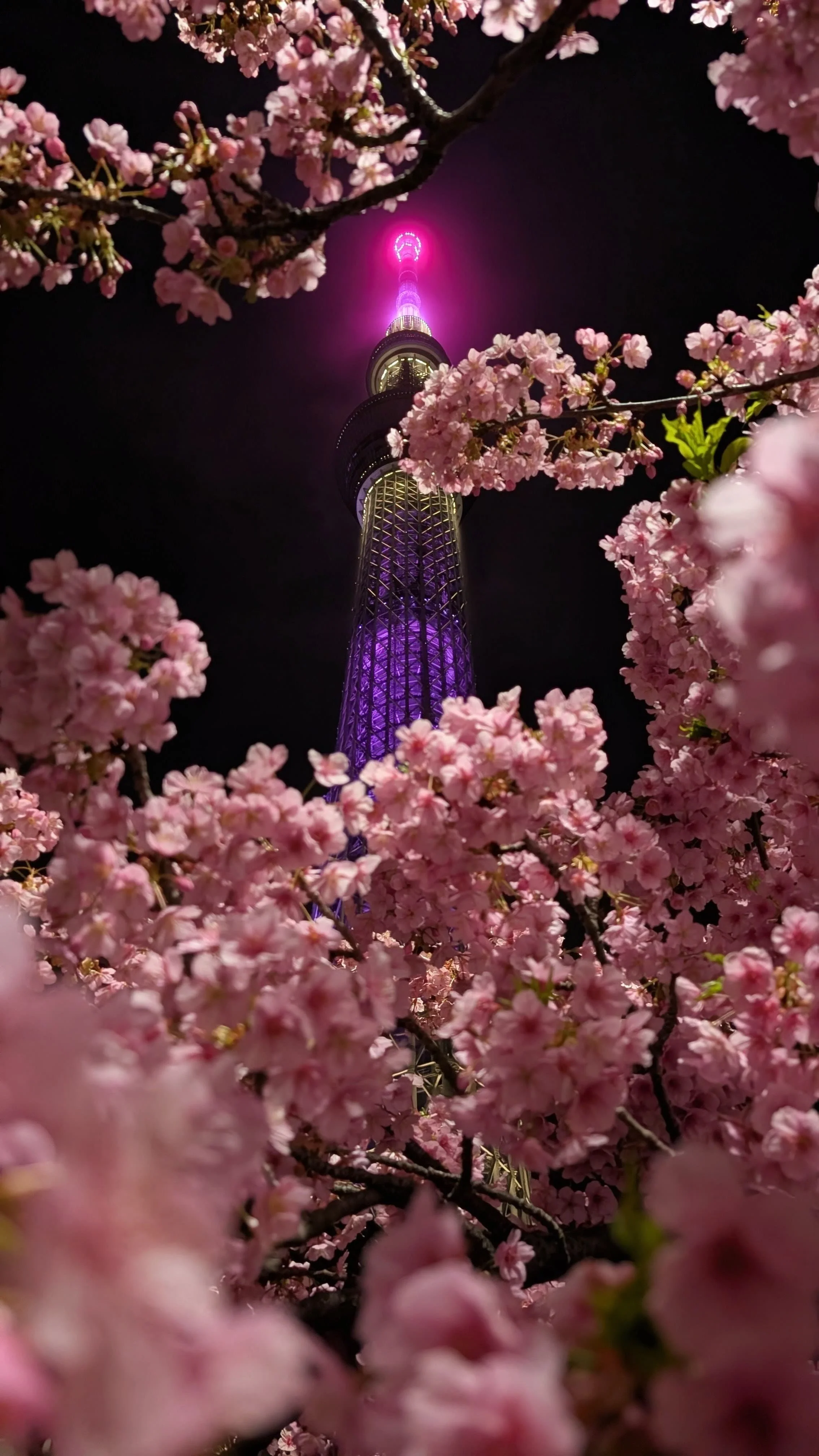 Nighttime view of a tall tower illuminated with purple lights, framed by pink cherry blossoms in the foreground.