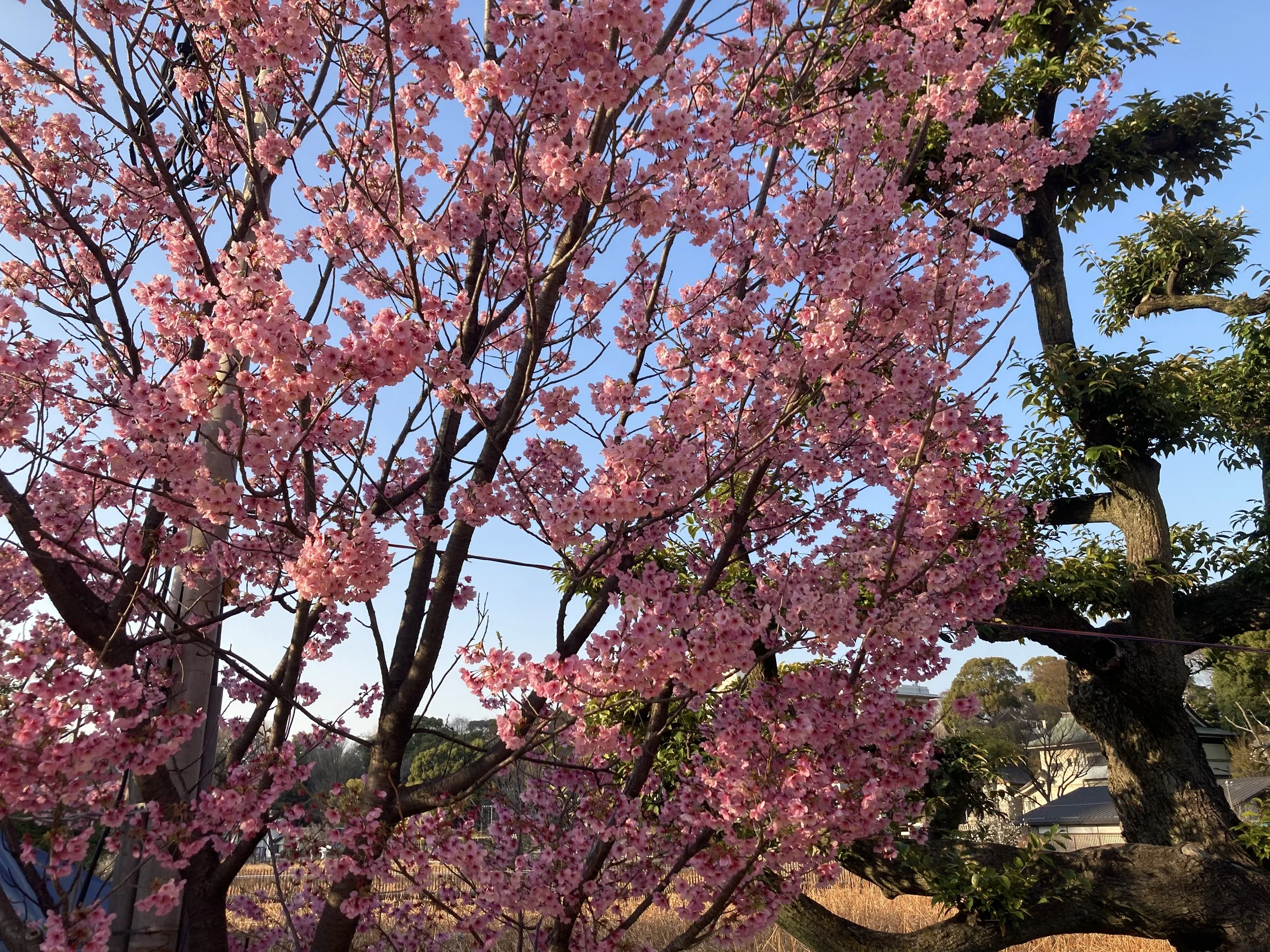 A blooming cherry blossom tree with pink flowers against a clear blue sky in a residential area.