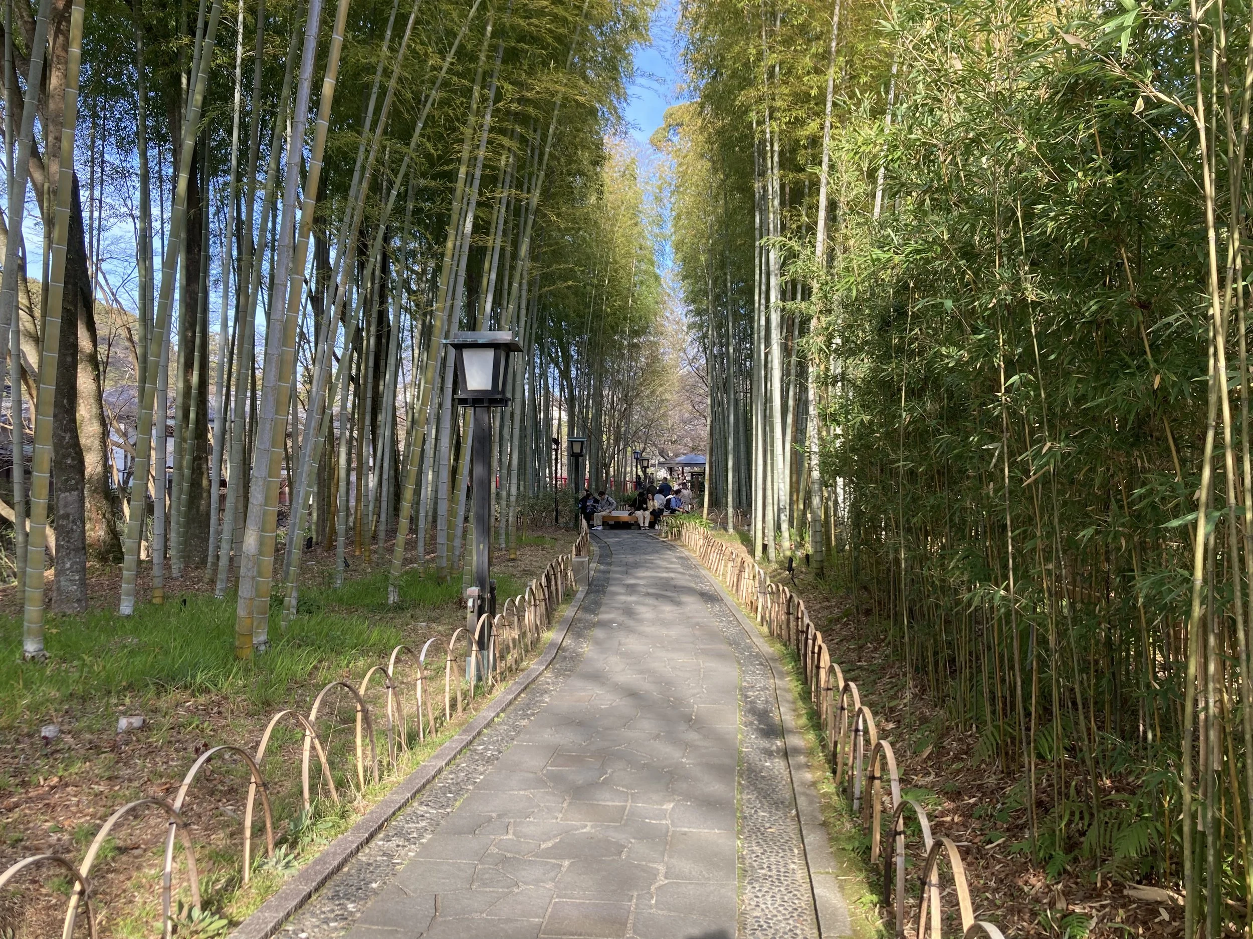 Pathway through a bamboo garden with trees on both sides, outdoor lamps, and benches in the distance.