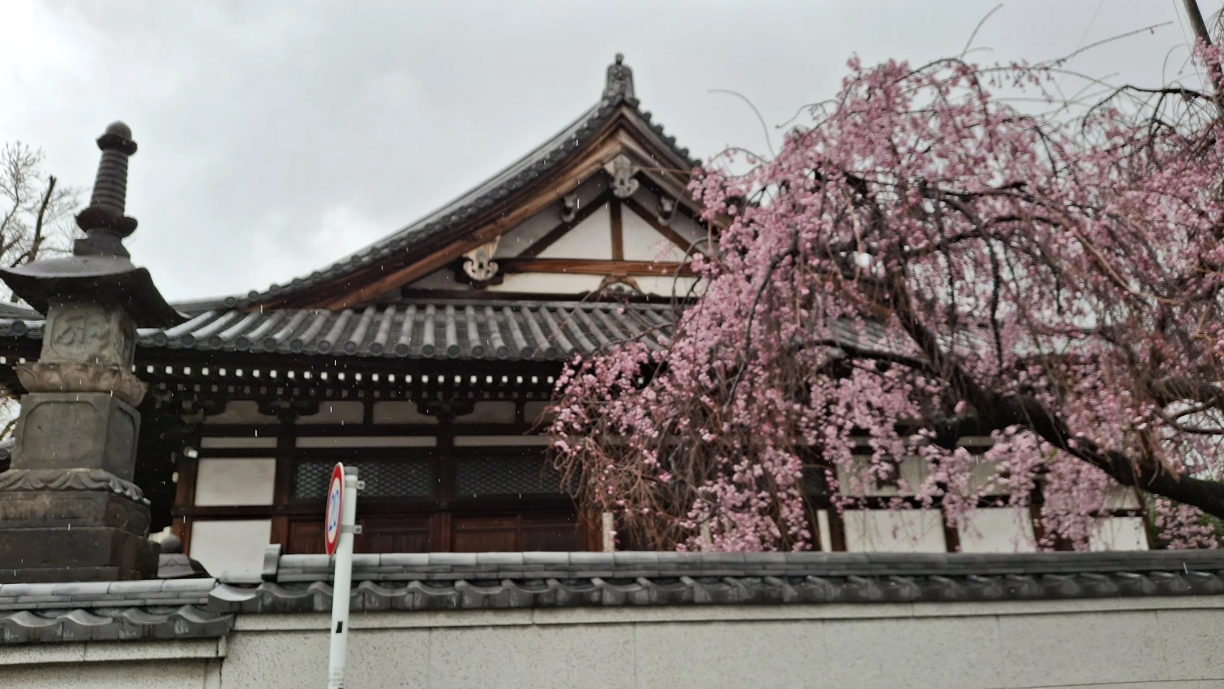 Traditional Japanese building with a tiled roof and wooden structure, cherry blossom tree with pink flowers in bloom, stone lantern, and a no parking traffic sign in the foreground.