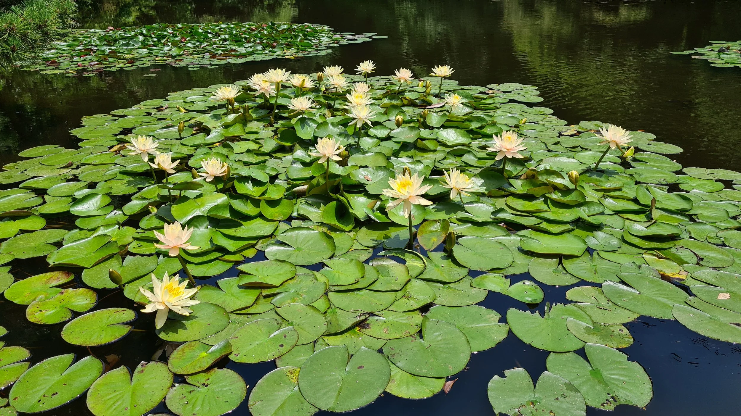 Water lilies with white and yellow flowers floating on a pond surrounded by green lily pads.