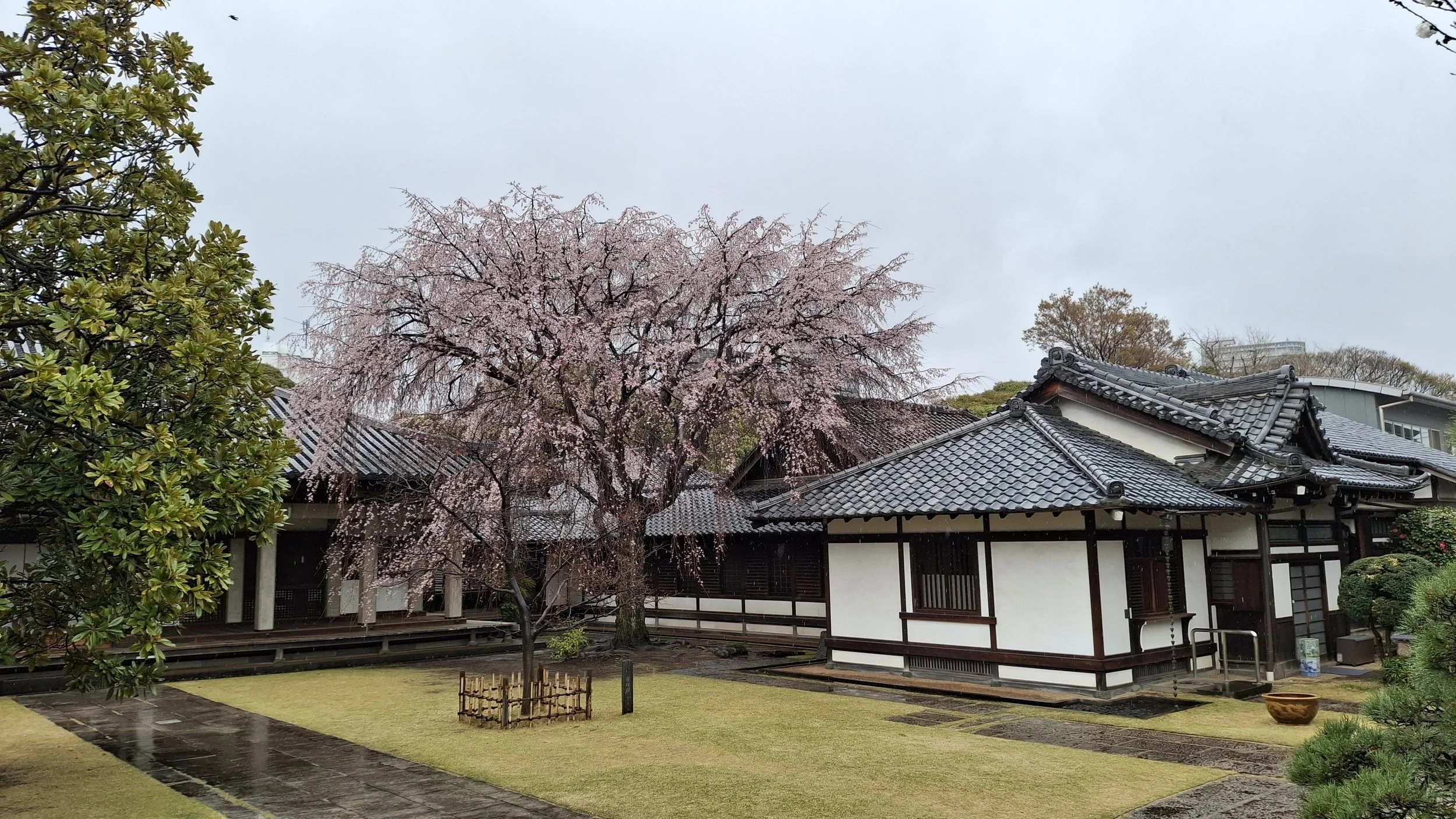 Traditional Japanese house with tiled roof, surrounded by a garden with a pink cherry blossom tree and green trees, on a rainy day.