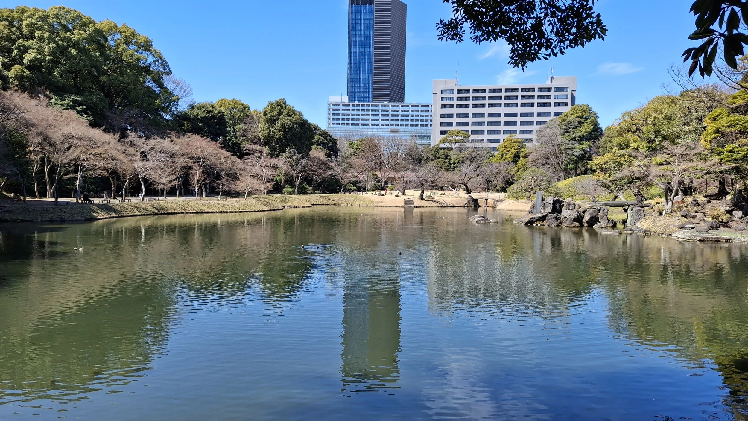 A peaceful city park with a pond, surrounded by trees and rocks, with modern high-rise buildings in the background under a clear blue sky.